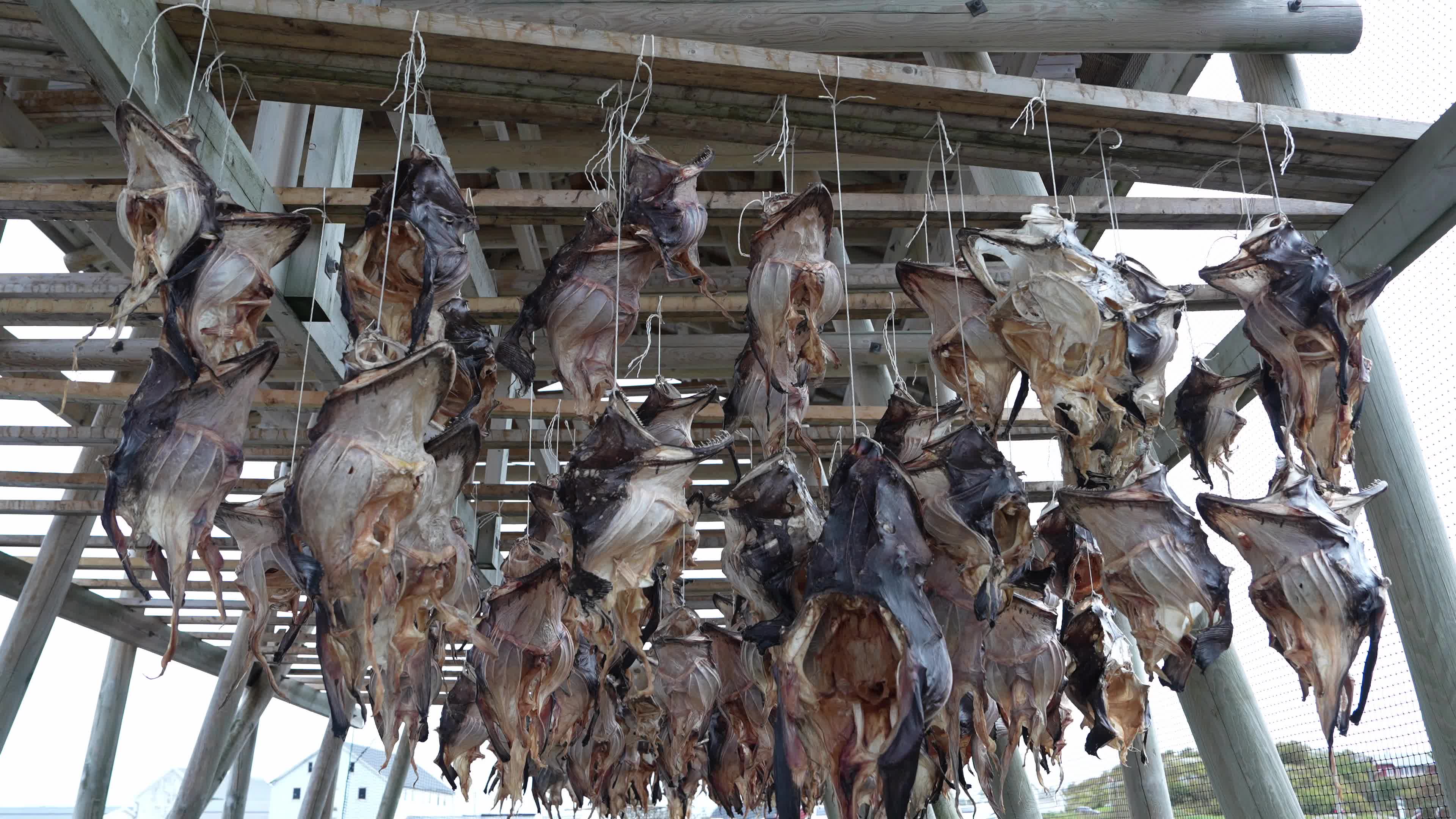 Stockfish Production In The Lofoten Islands