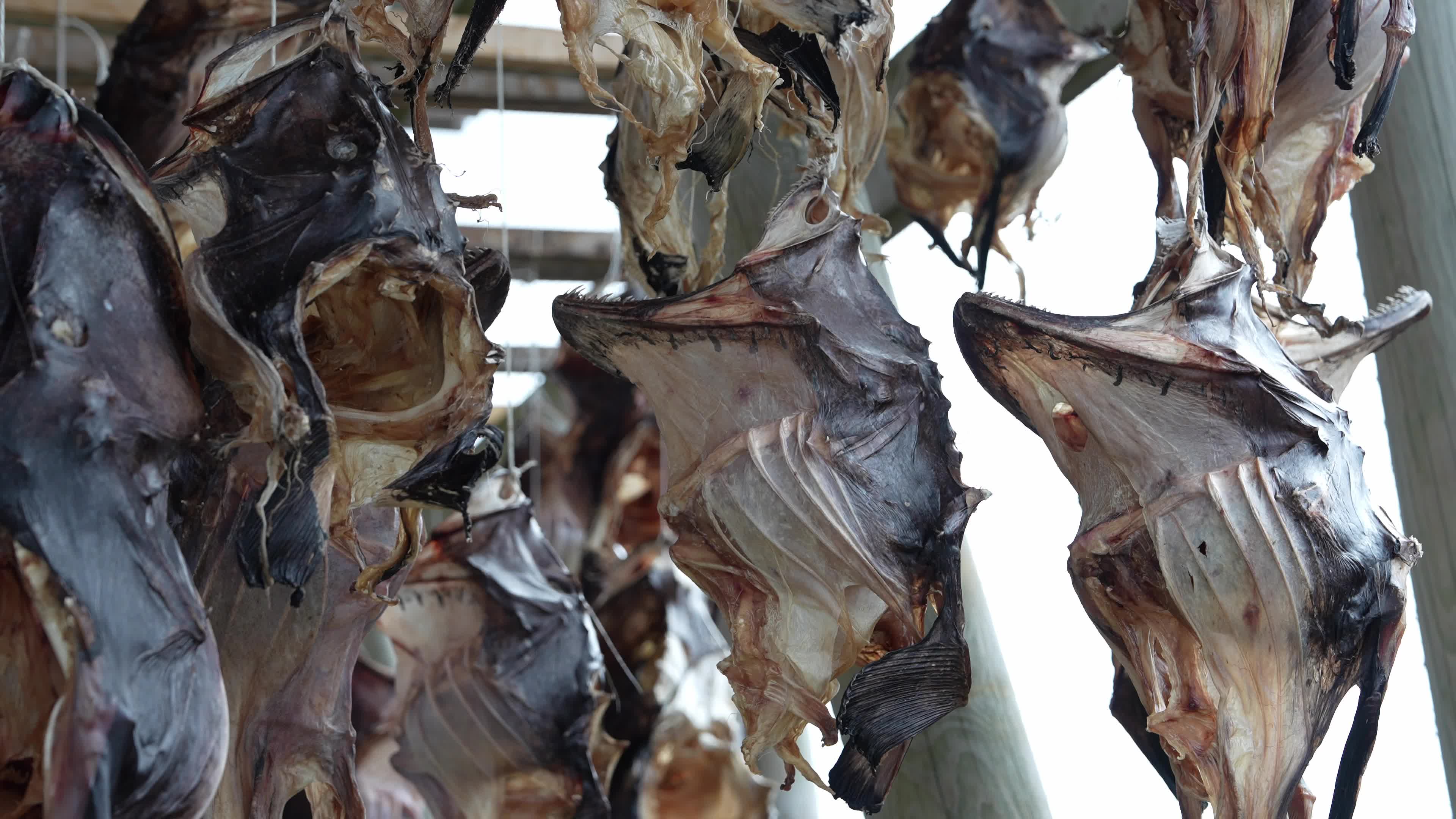 Stockfish Production In The Lofoten Islands