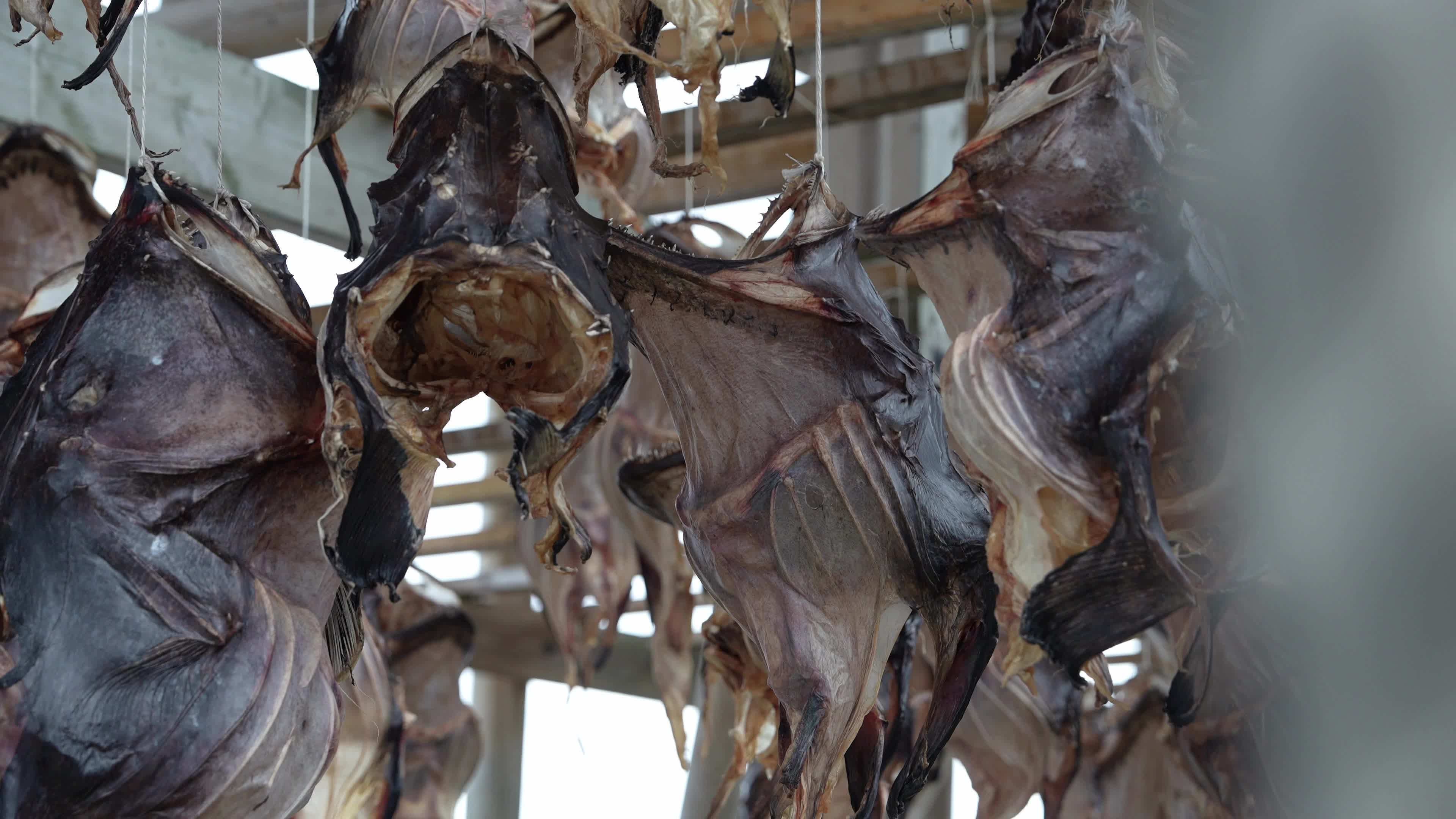 Stockfish Production In The Lofoten Islands
