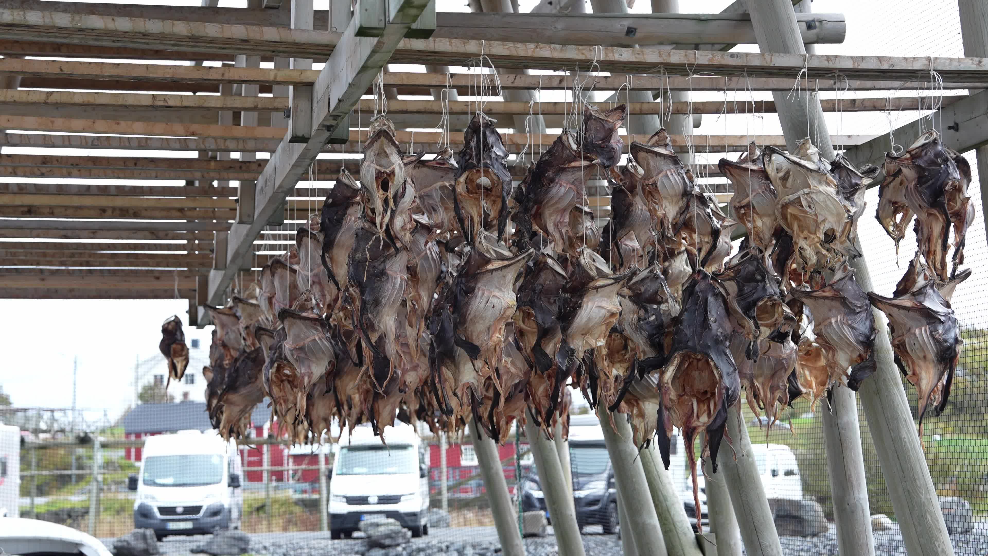 Stockfish Production In The Lofoten Islands