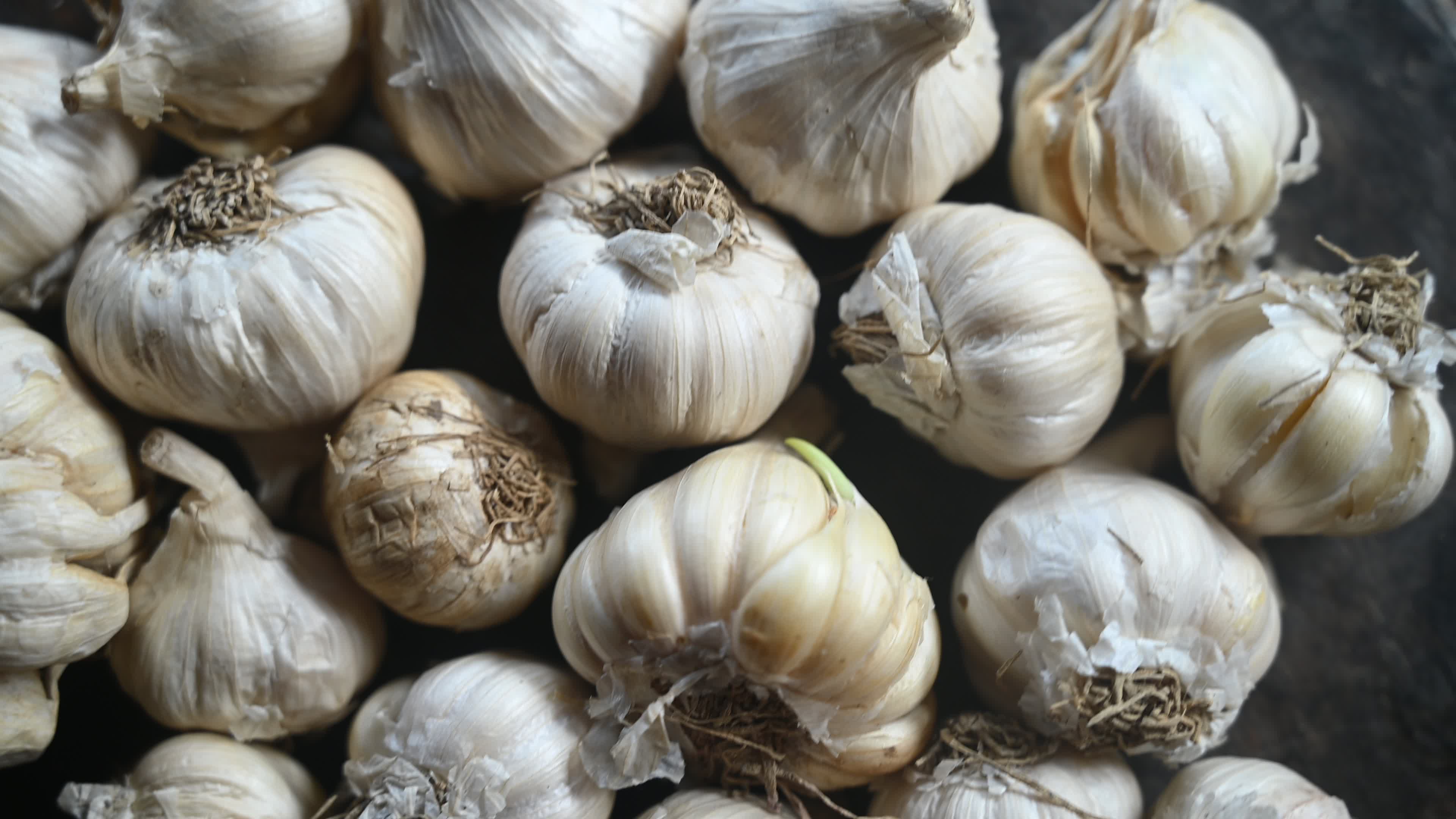 Garlic - Allium sativum - Indian Vegetables