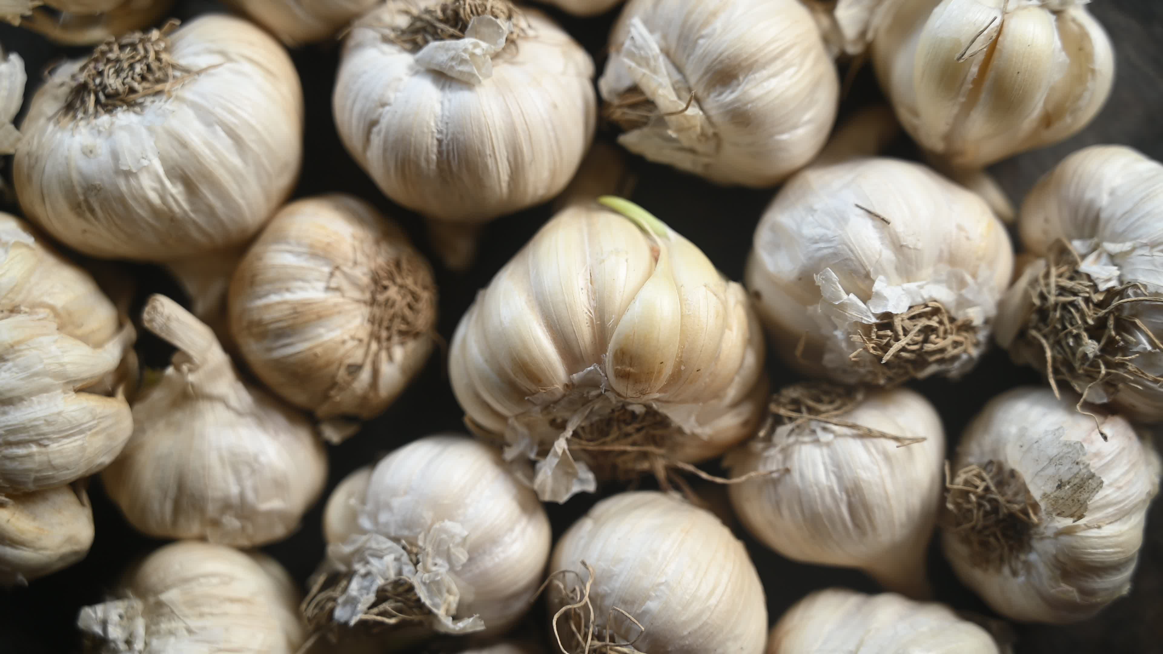 Garlic - Allium sativum - Indian Vegetables