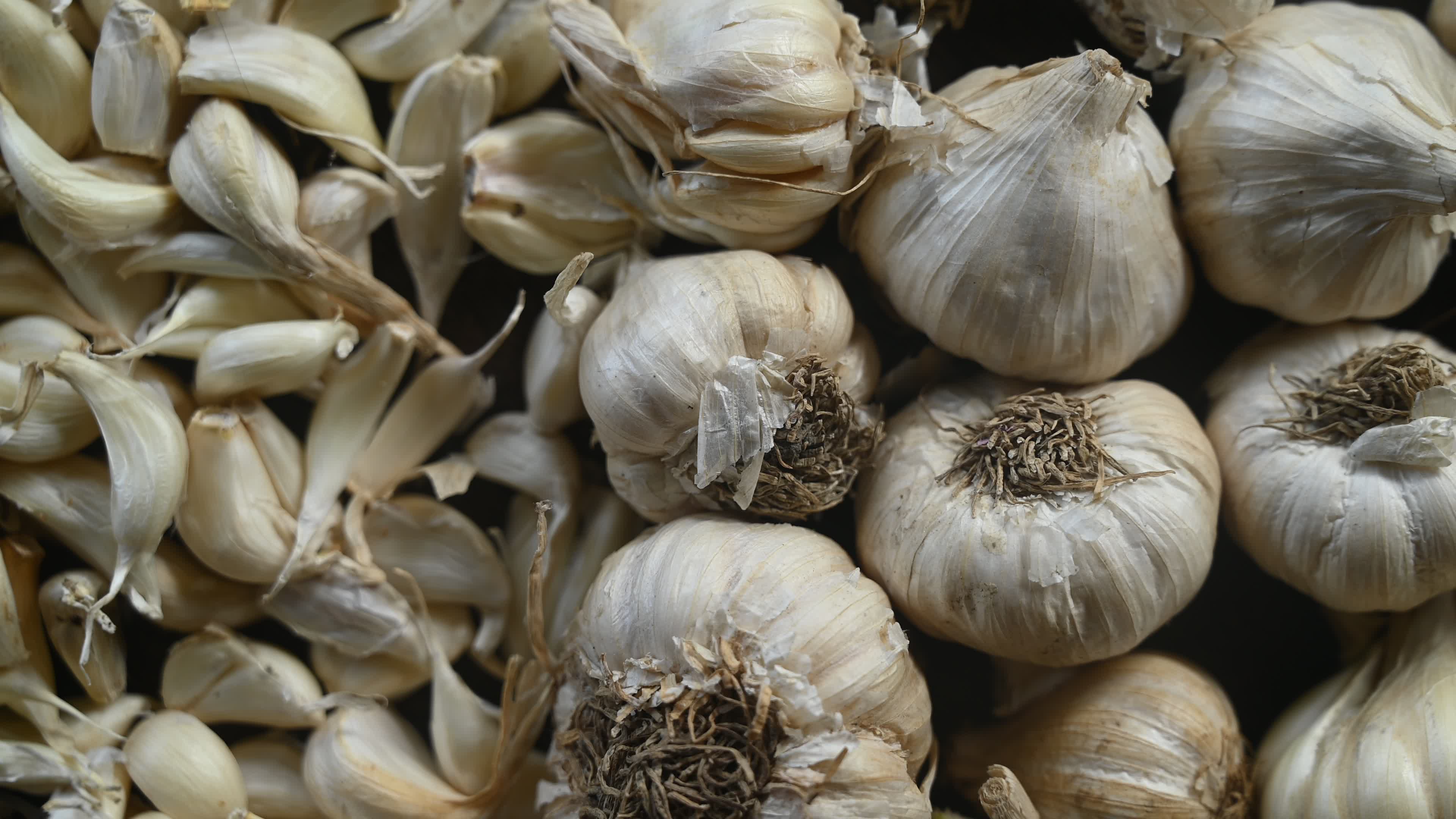 Garlic - Allium sativum - Indian Vegetables