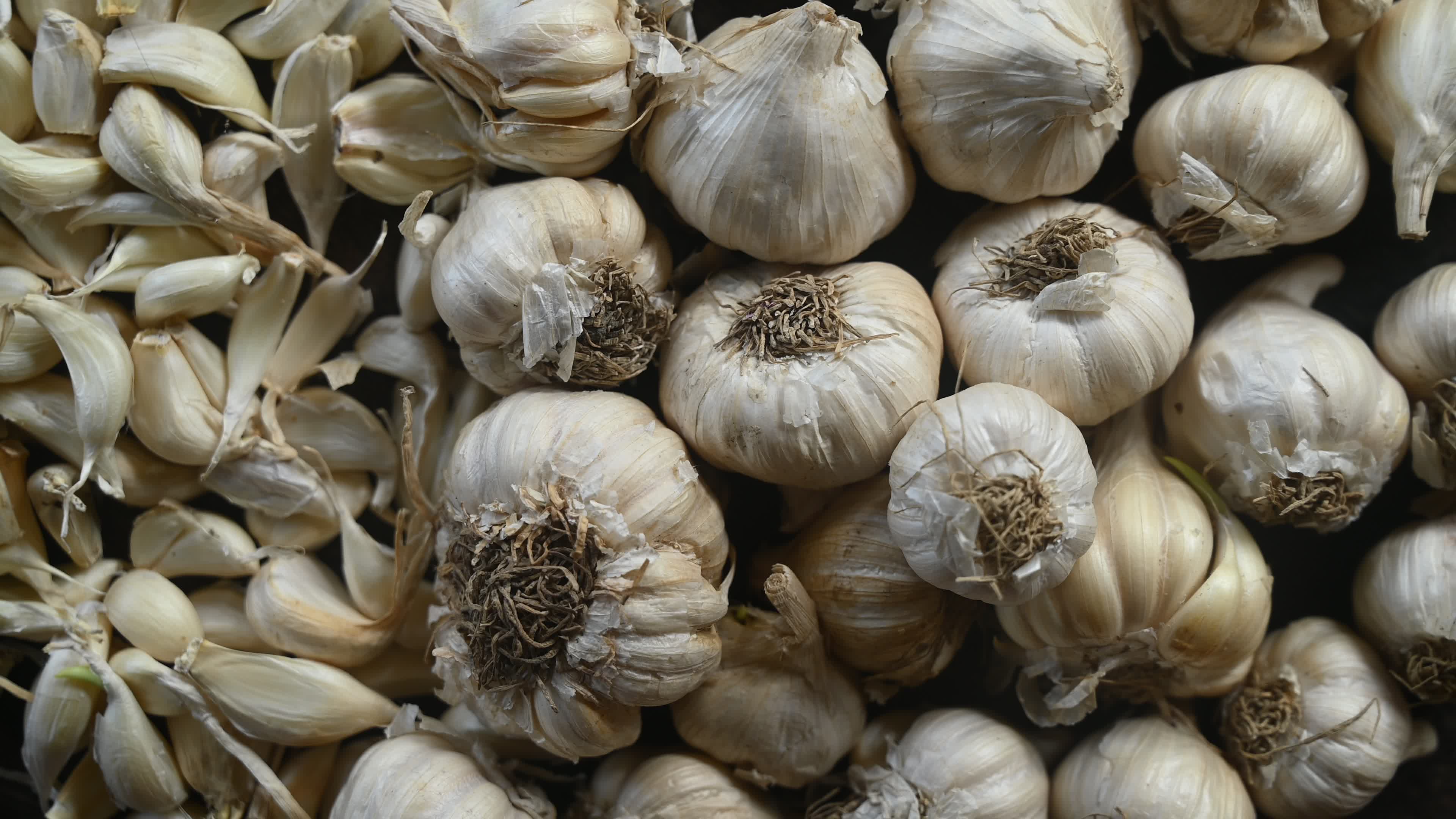 Garlic - Allium sativum - Indian Vegetables
