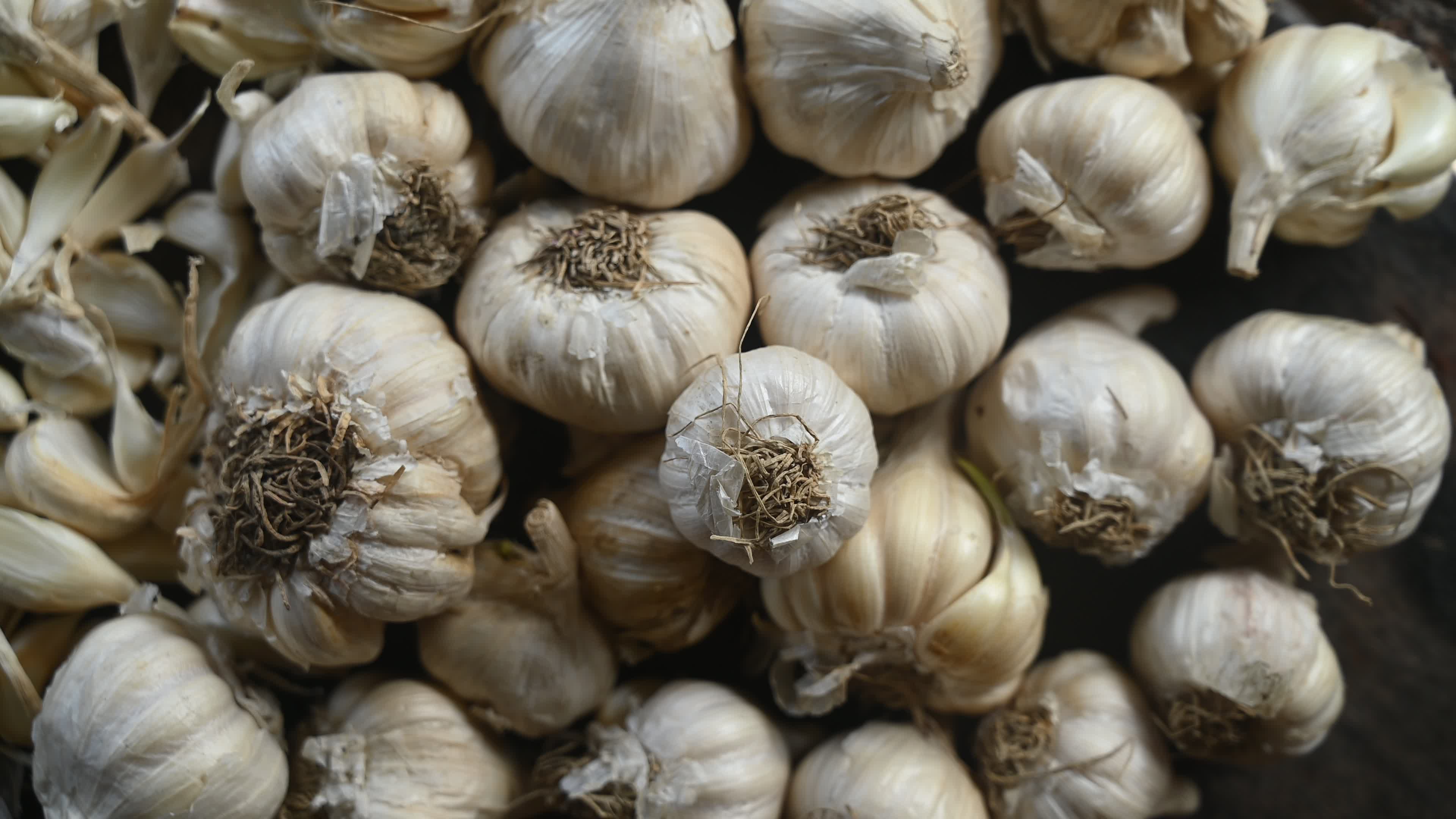 Garlic - Allium sativum - Indian Vegetables