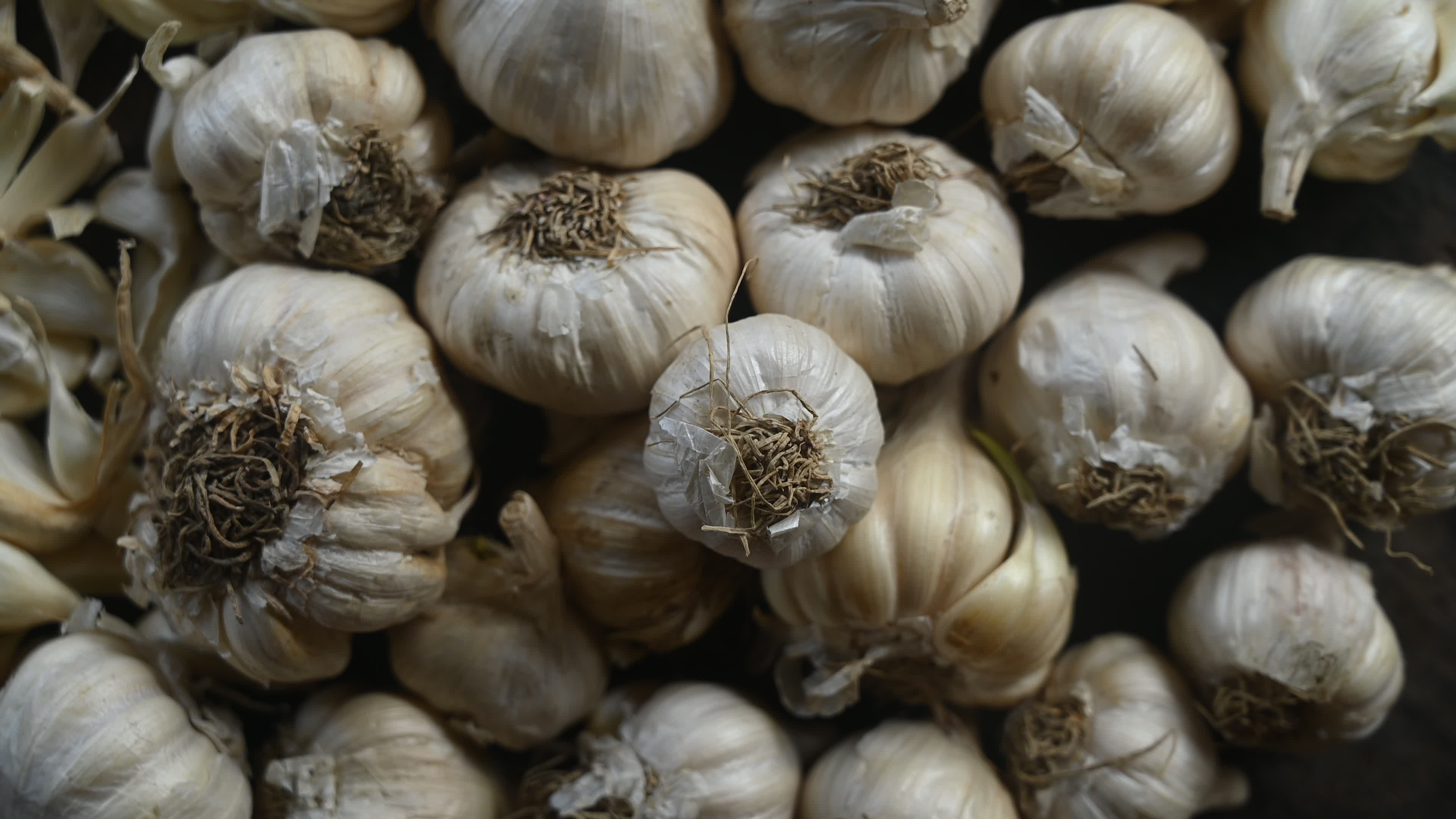 Garlic - Allium sativum - Indian Vegetables
