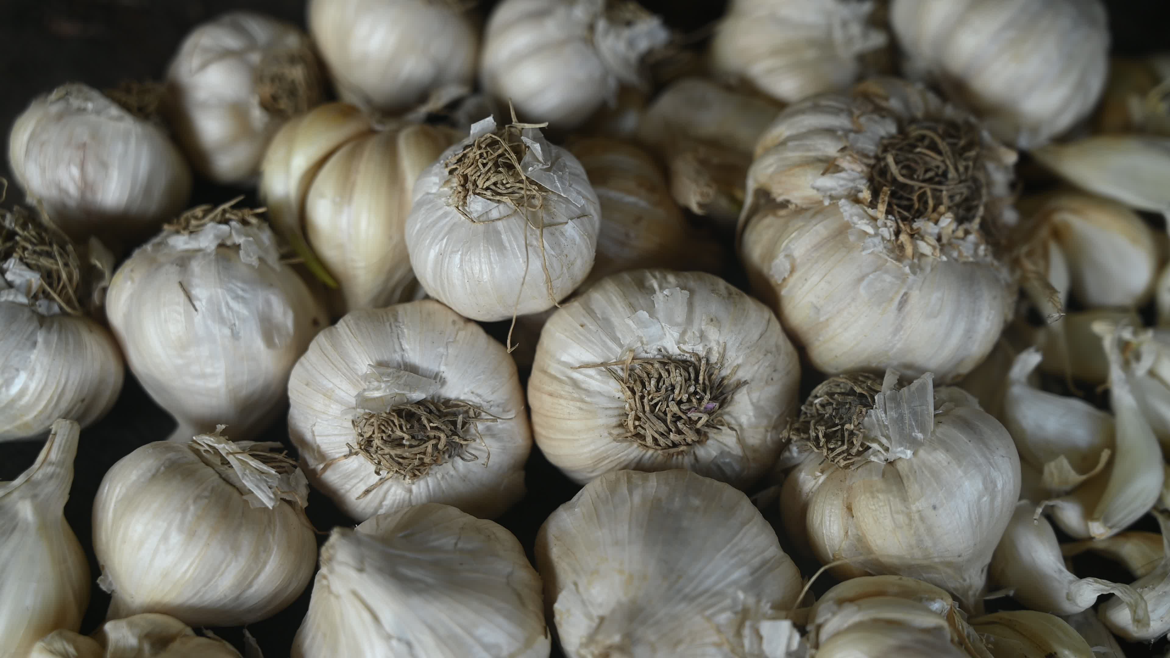 Garlic - Allium sativum - Indian Vegetables