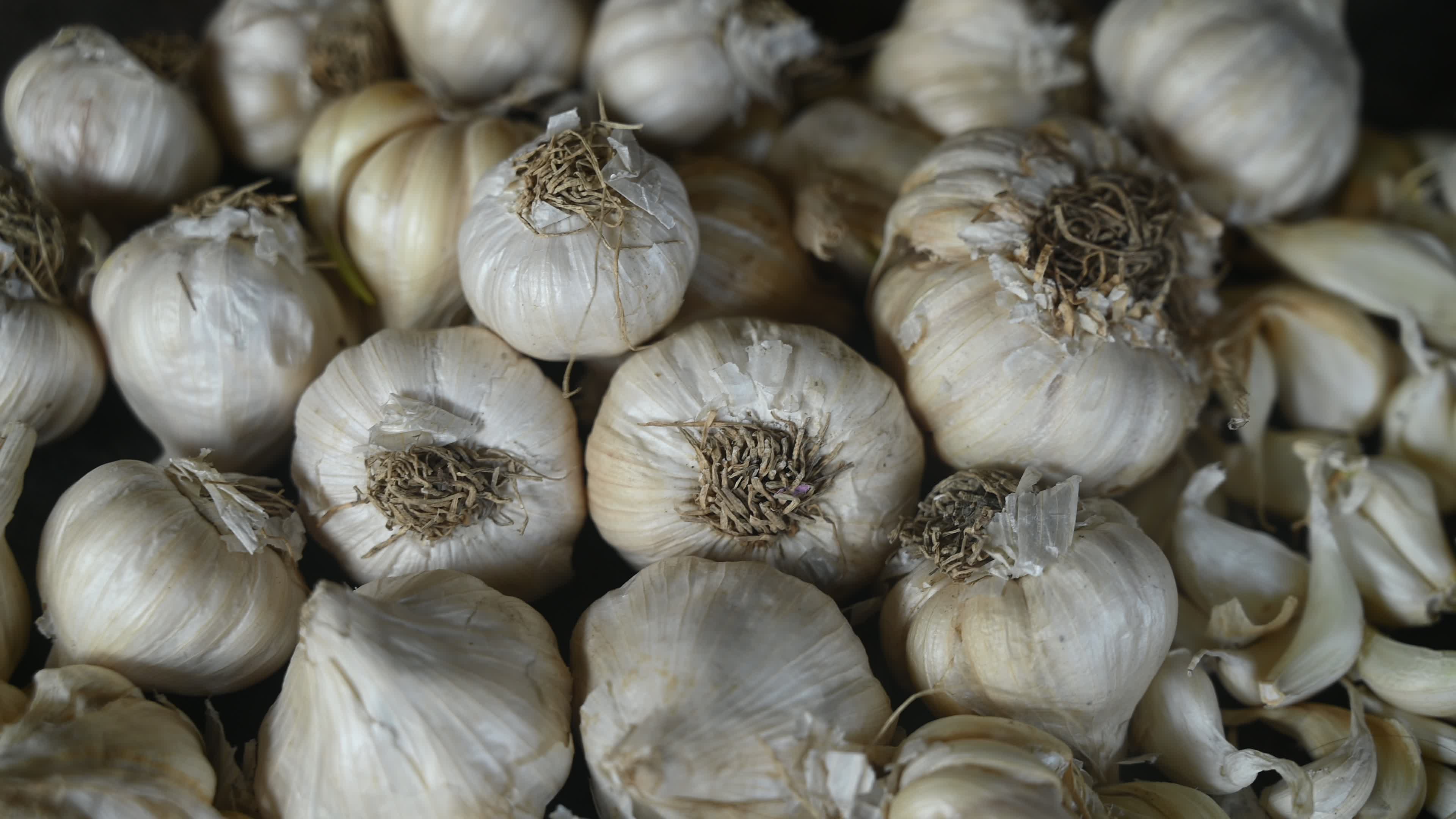 Garlic - Allium sativum - Indian Vegetables