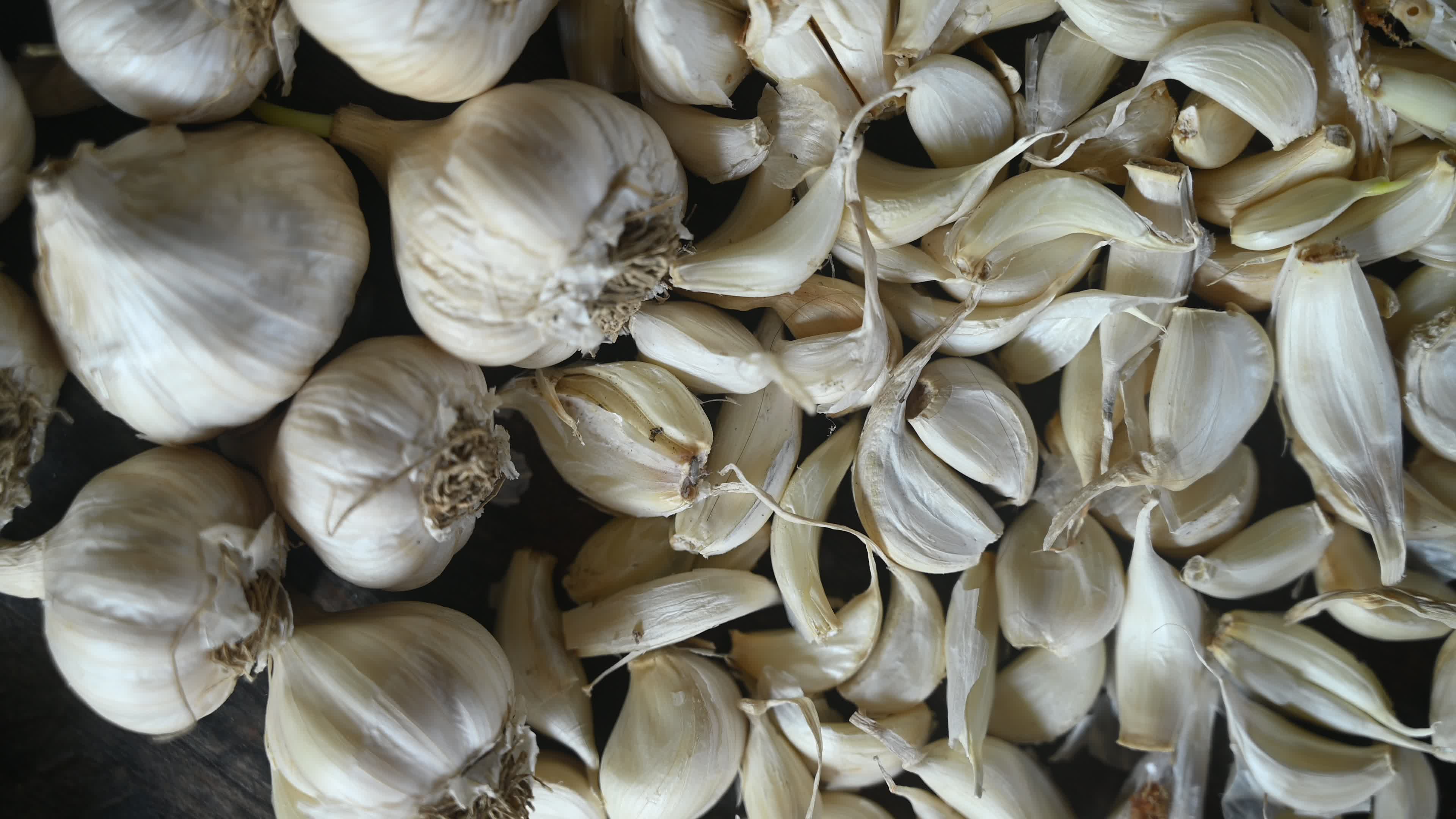 Garlic - Allium sativum - Indian Vegetables