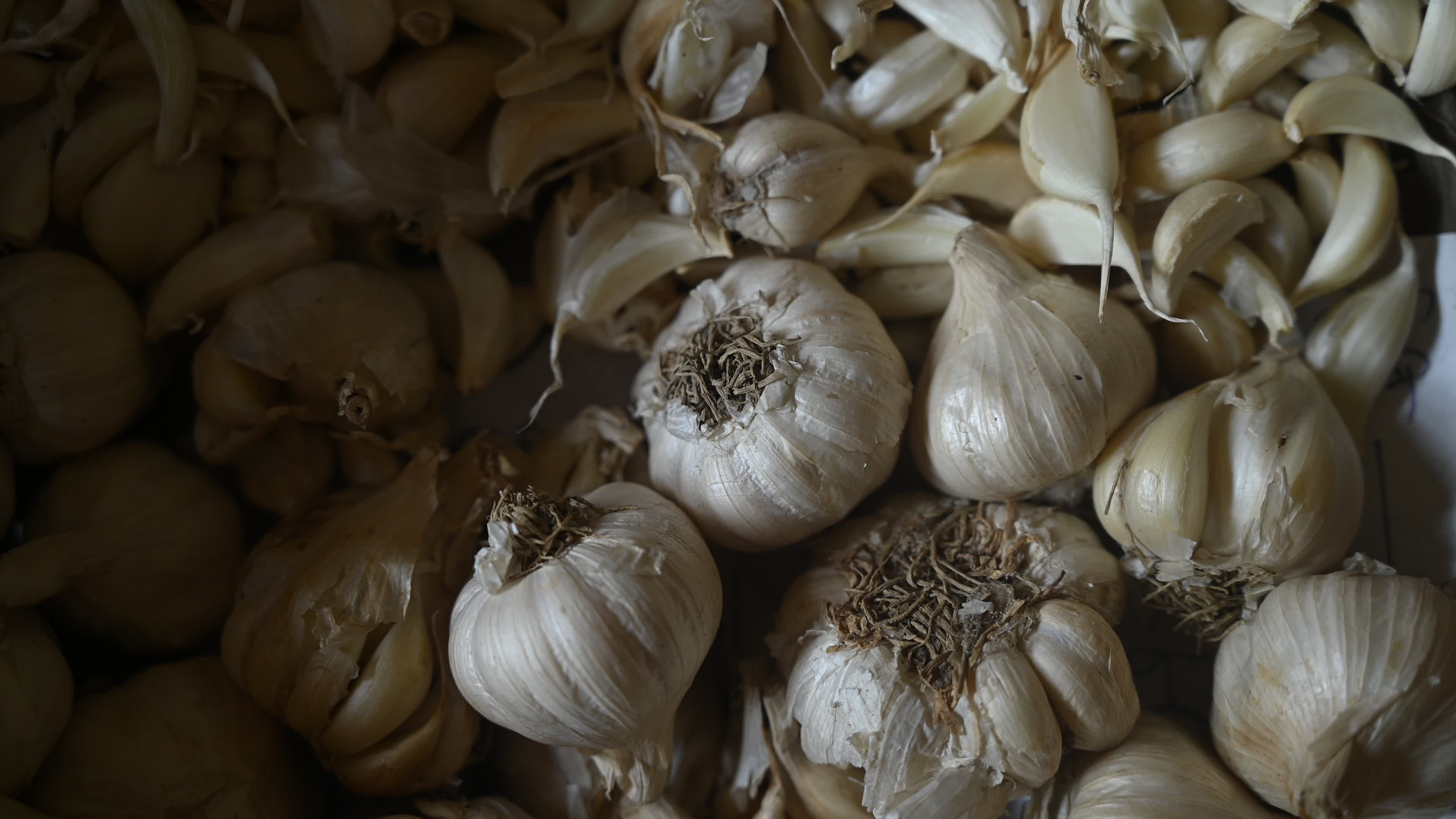Garlic - Allium sativum - Indian Vegetables