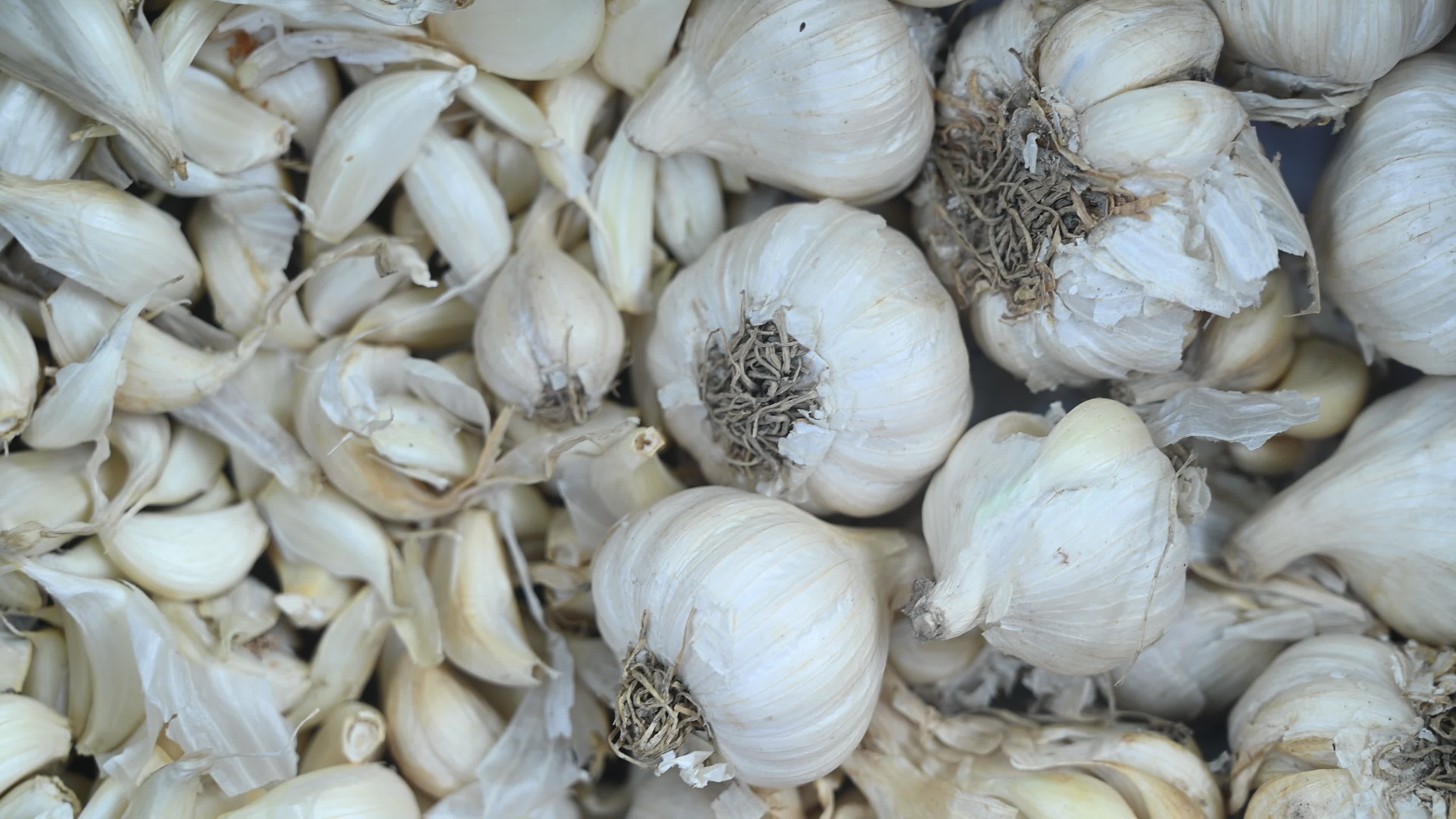 Garlic - Allium sativum - Indian Vegetables