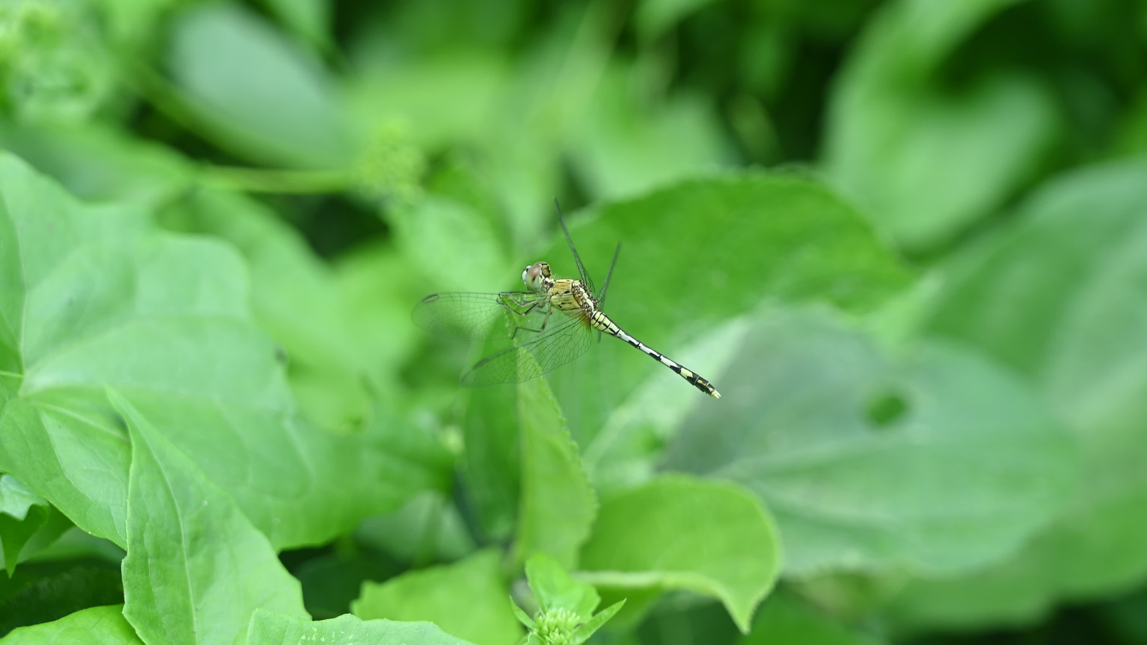 Chalky percher - Ground skimmer - Diplacodes trivialis
