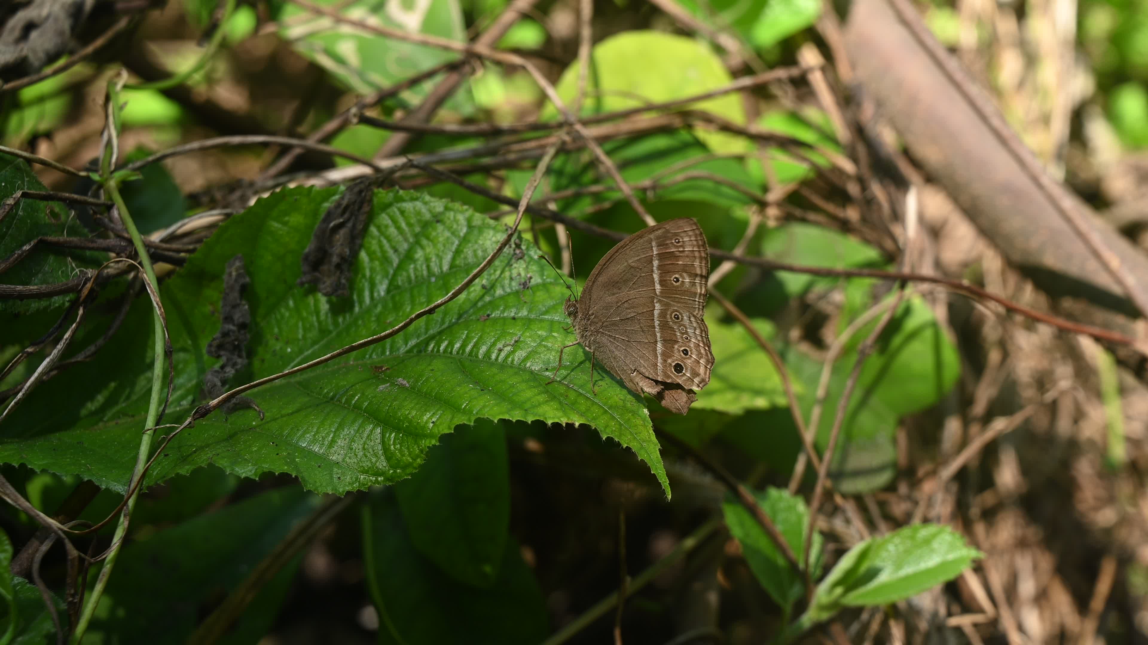 Mycalesis Visala - Long-brand Bushbrown Butterfly - Animal India
