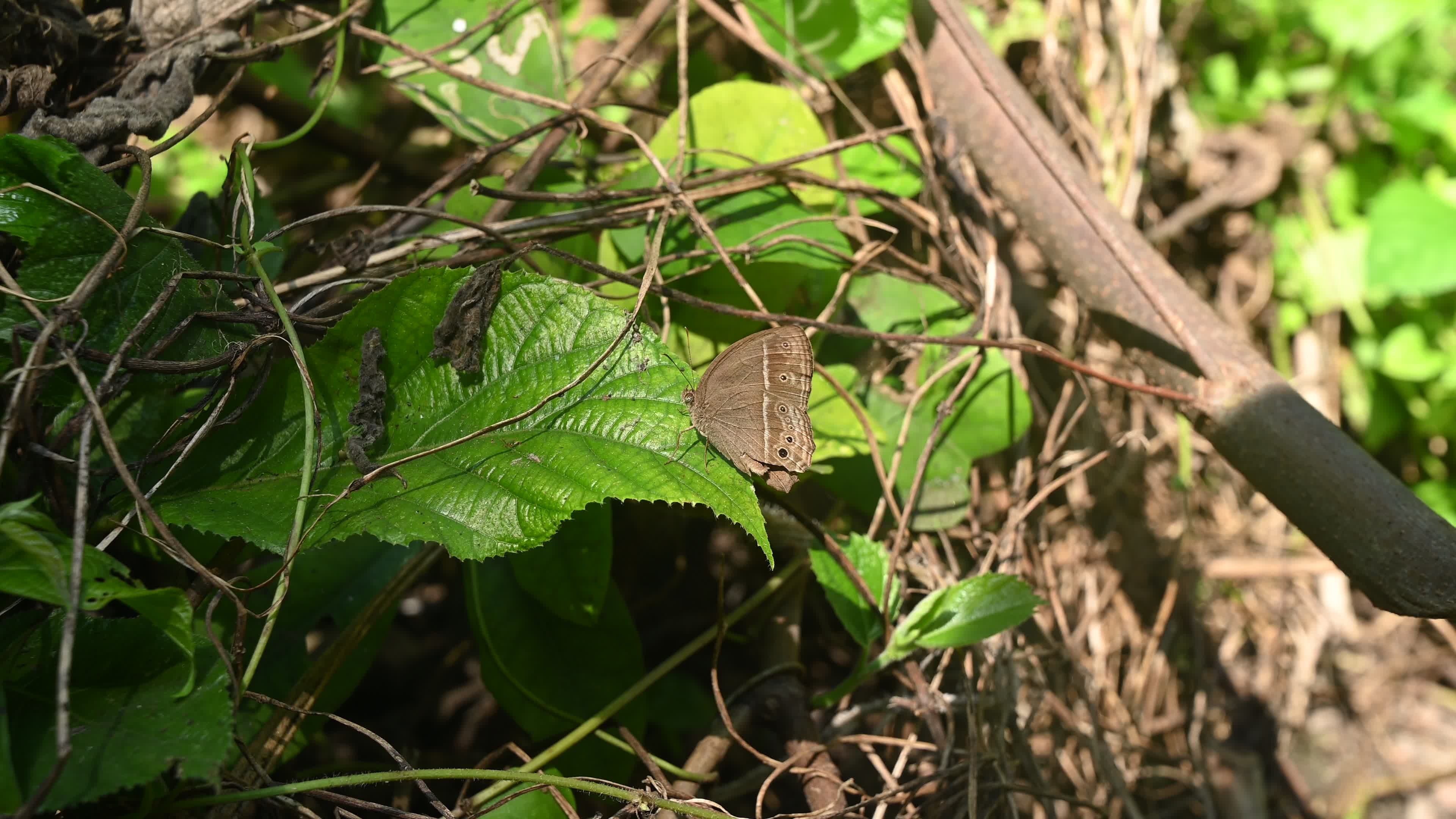 Mycalesis Visala - Long-brand Bushbrown Butterfly - Animal India

