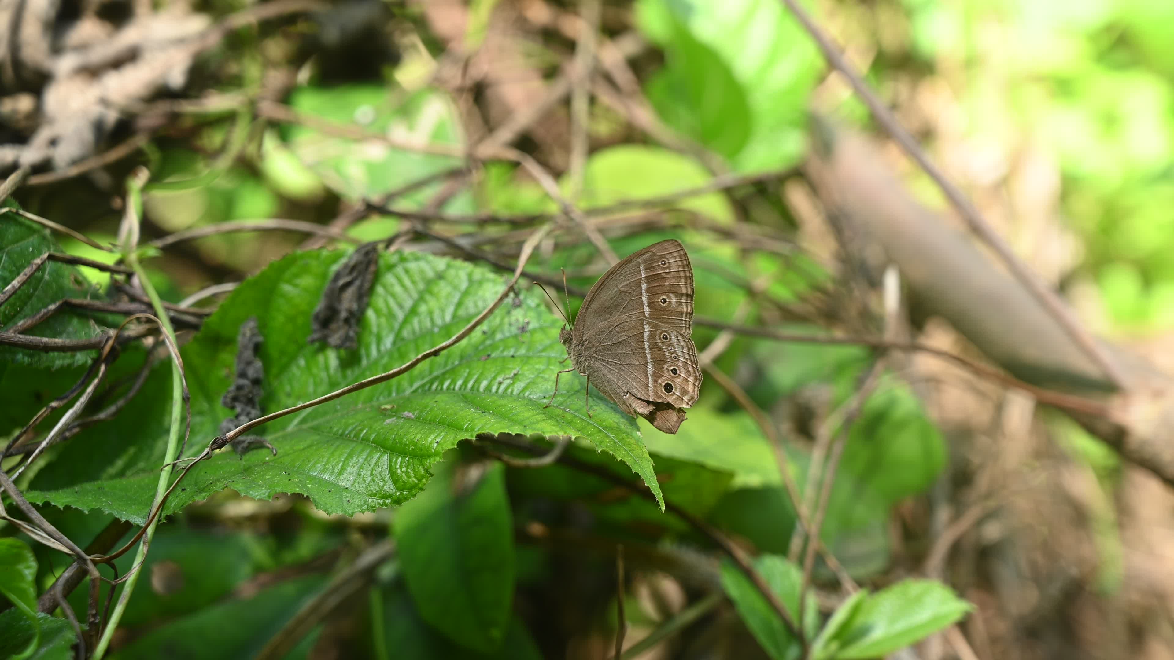 Mycalesis Visala - Long-brand Bushbrown Butterfly - Animal India
