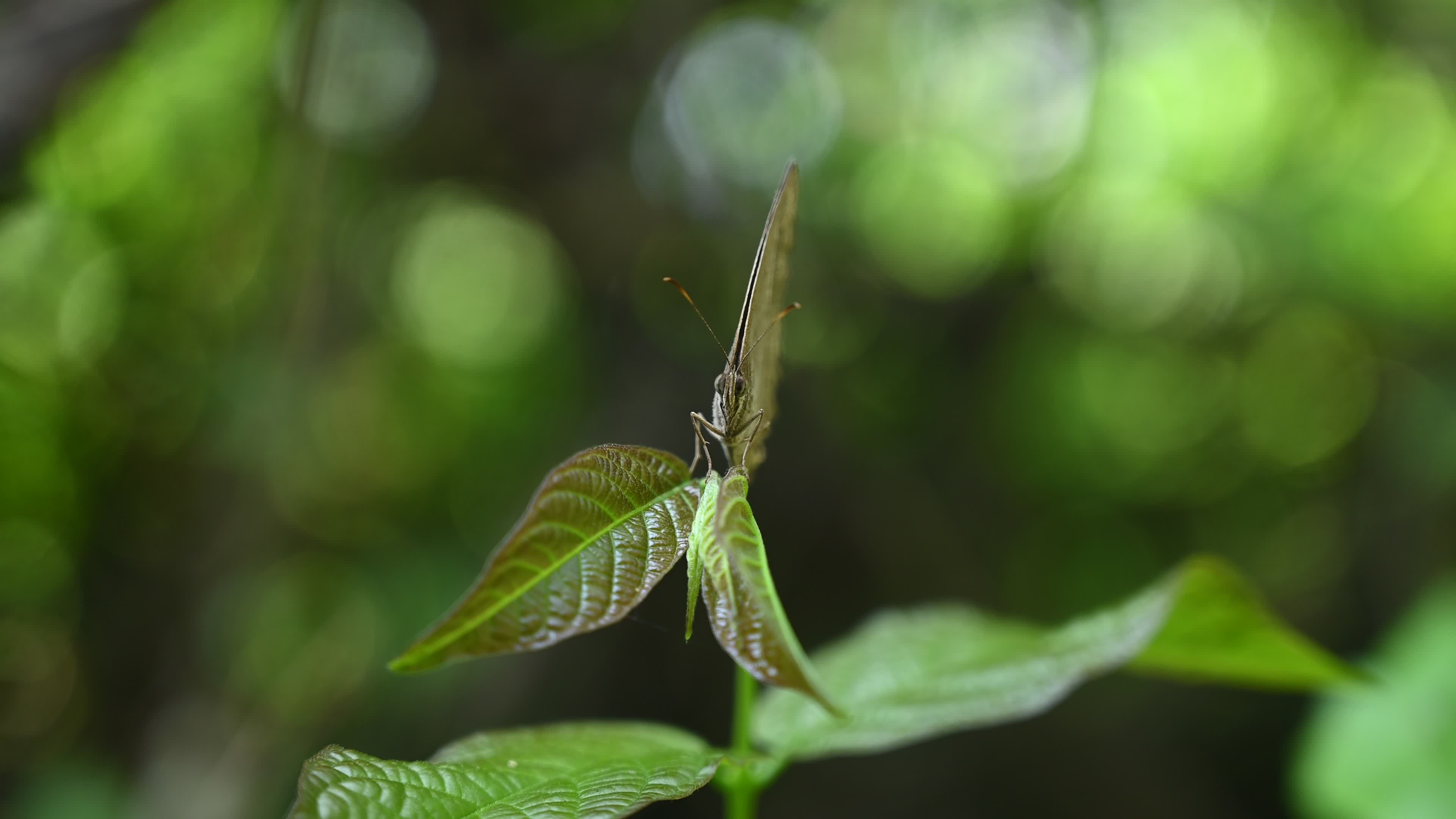 Mycalesis Visala - Long-brand Bushbrown Butterfly - Animal India
