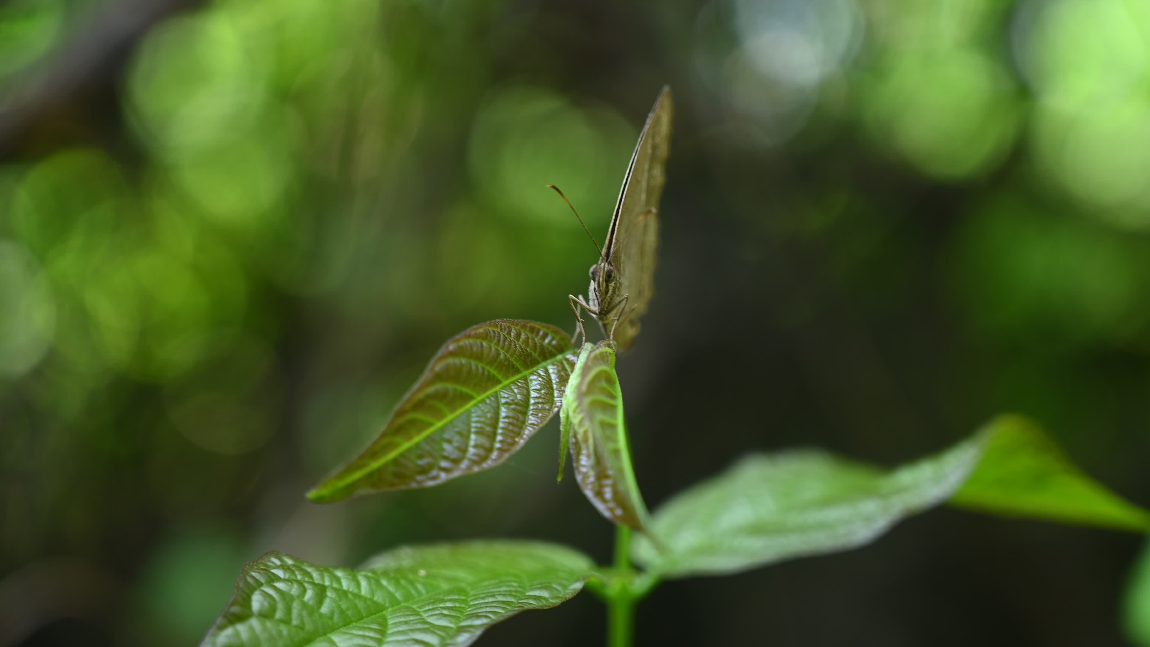Mycalesis Visala - Long-brand Bushbrown Butterfly - Animal India

