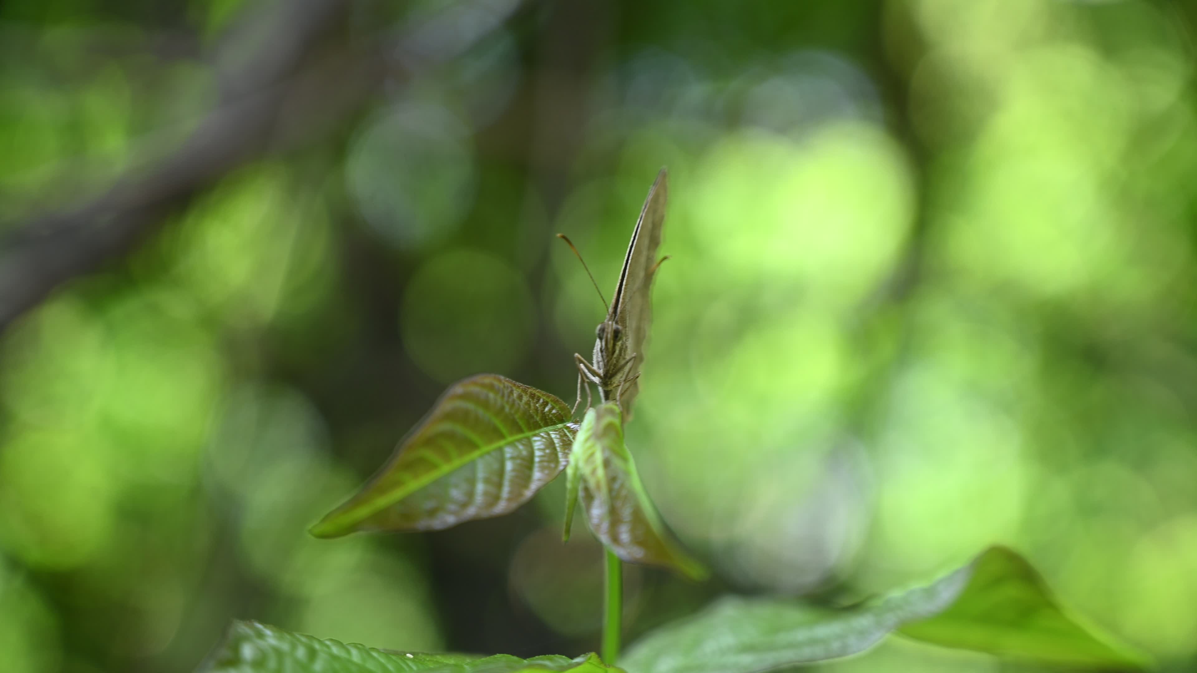 Mycalesis Visala - Long-brand Bushbrown Butterfly - Animal India
