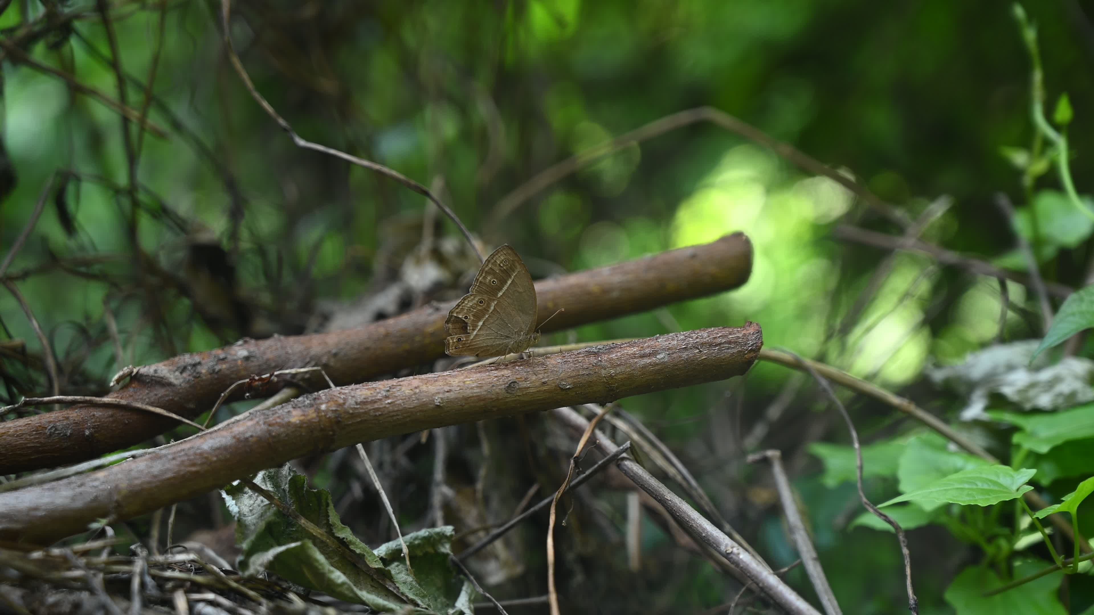 Mycalesis Visala - Long-brand Bushbrown Butterfly - Animal India
