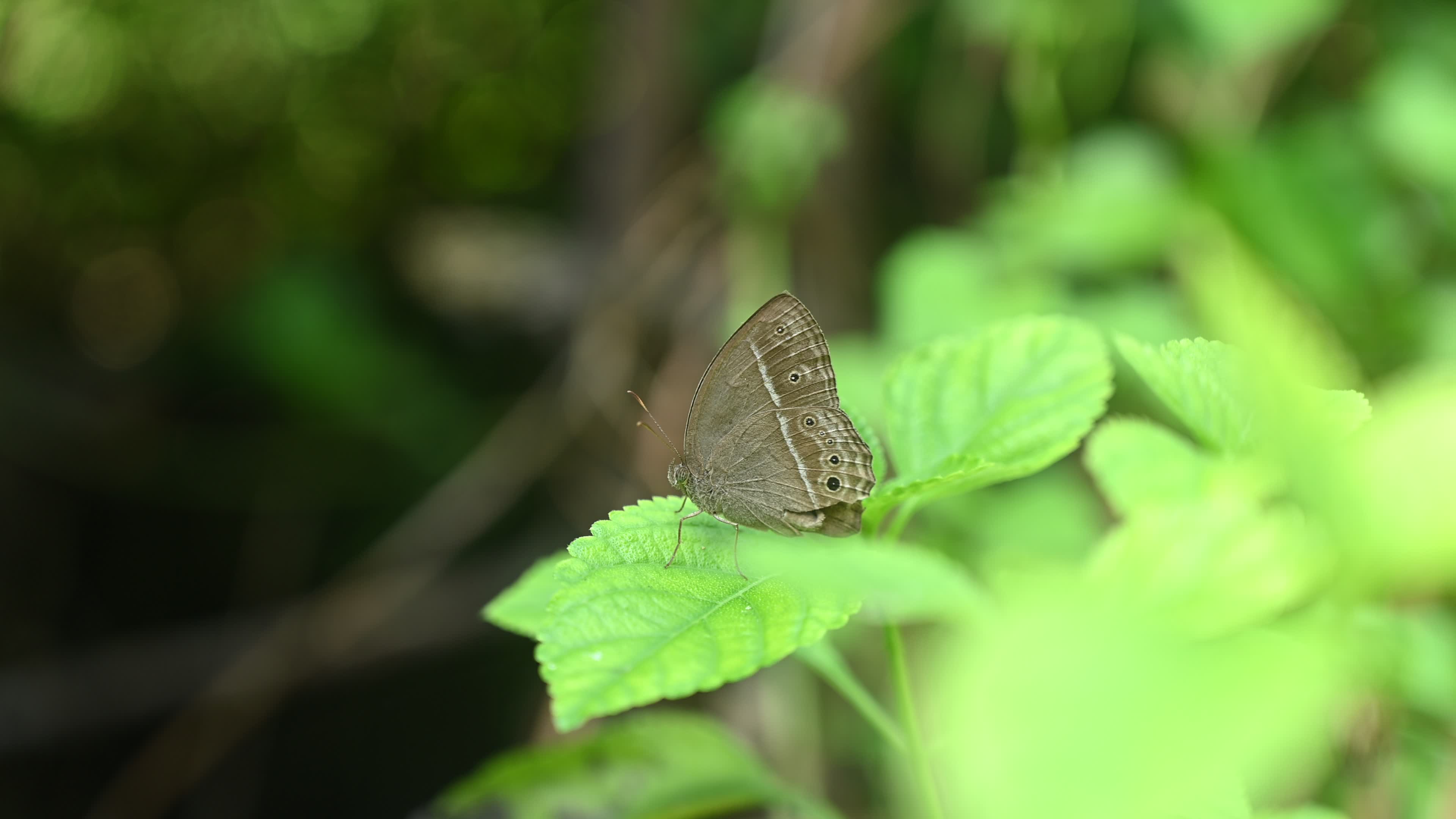 Mycalesis Visala - Long-brand Bushbrown Butterfly - Animal India
