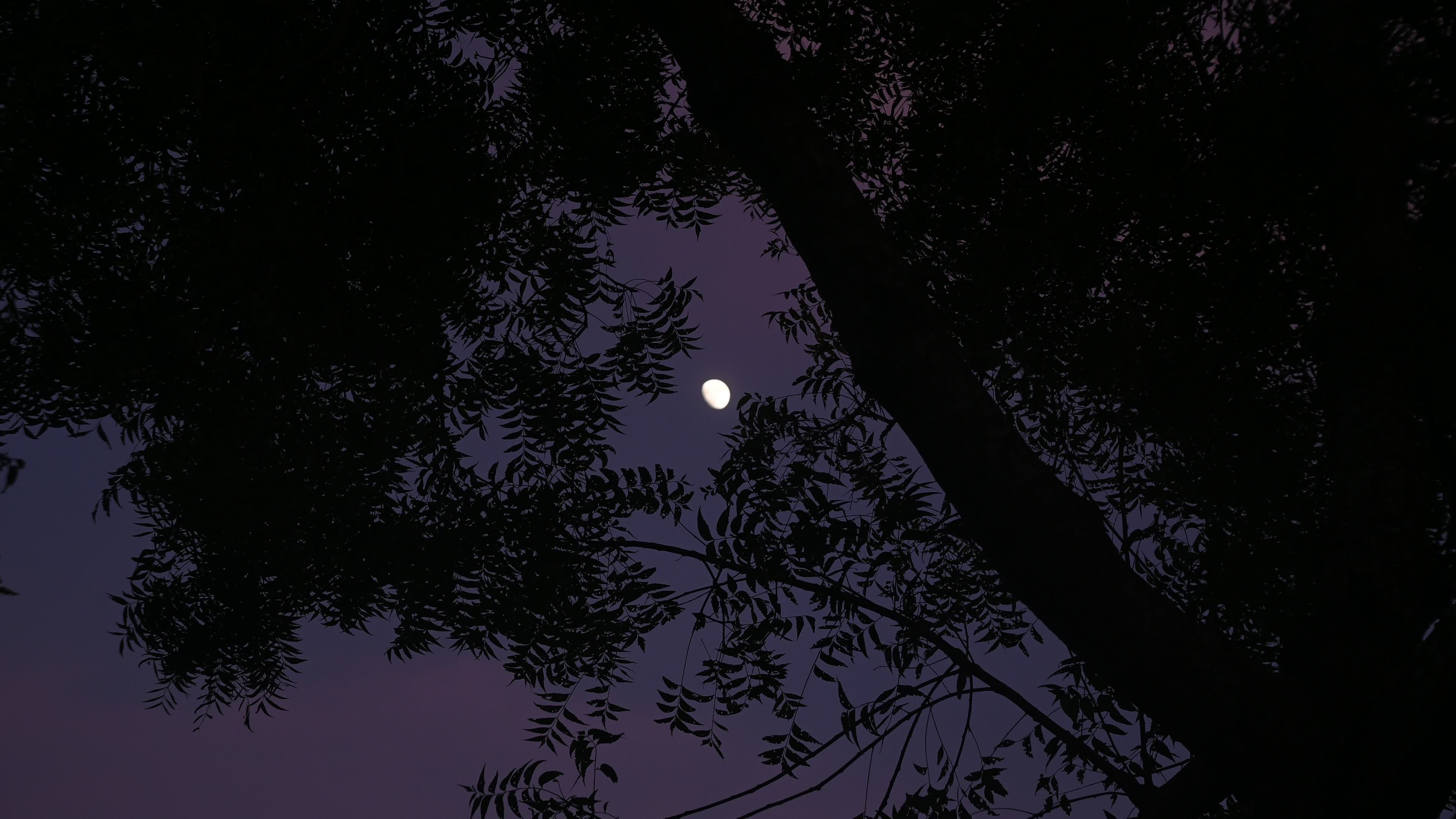 The moon is visible through the tree