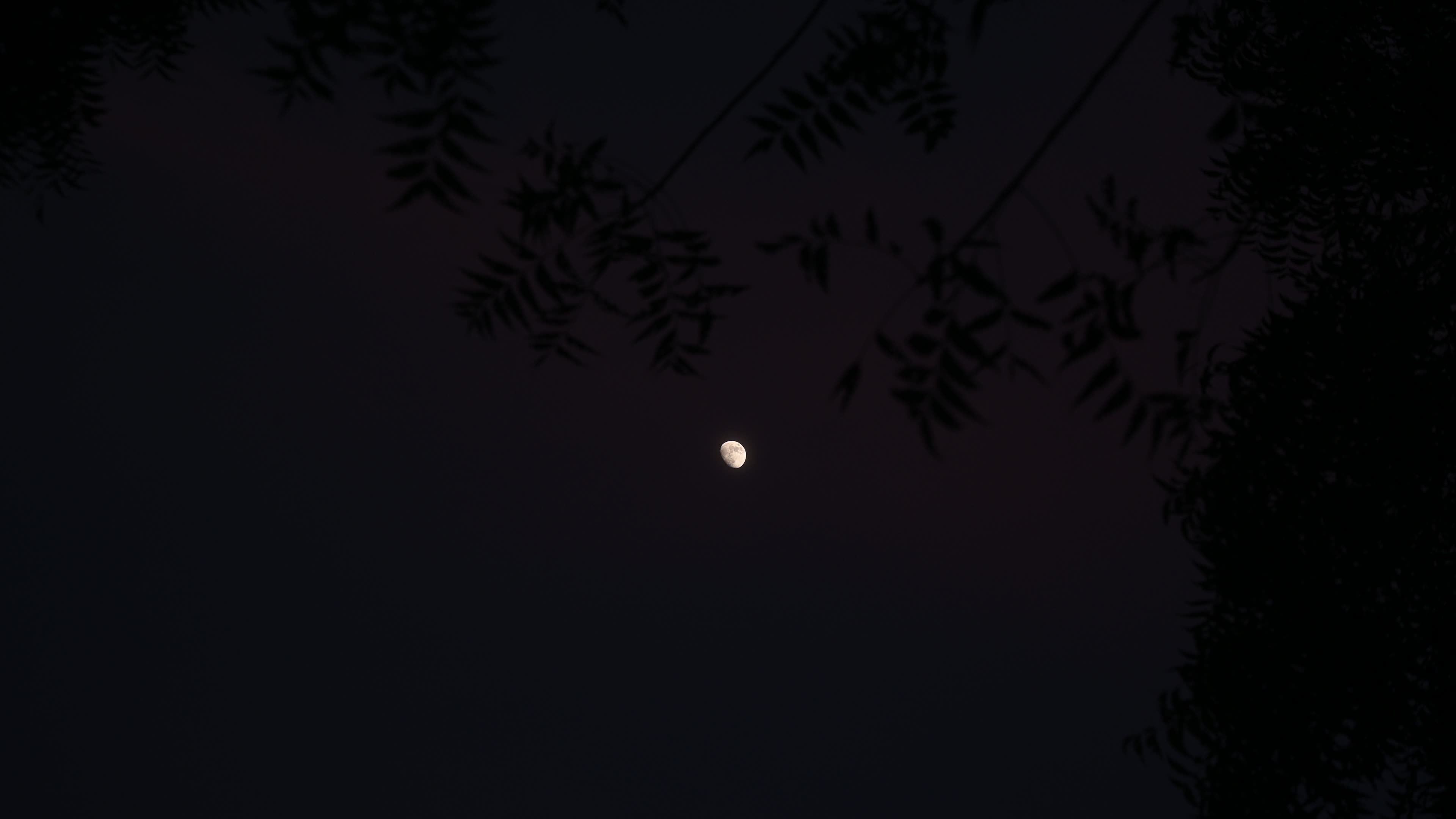 The moon is visible through the tree