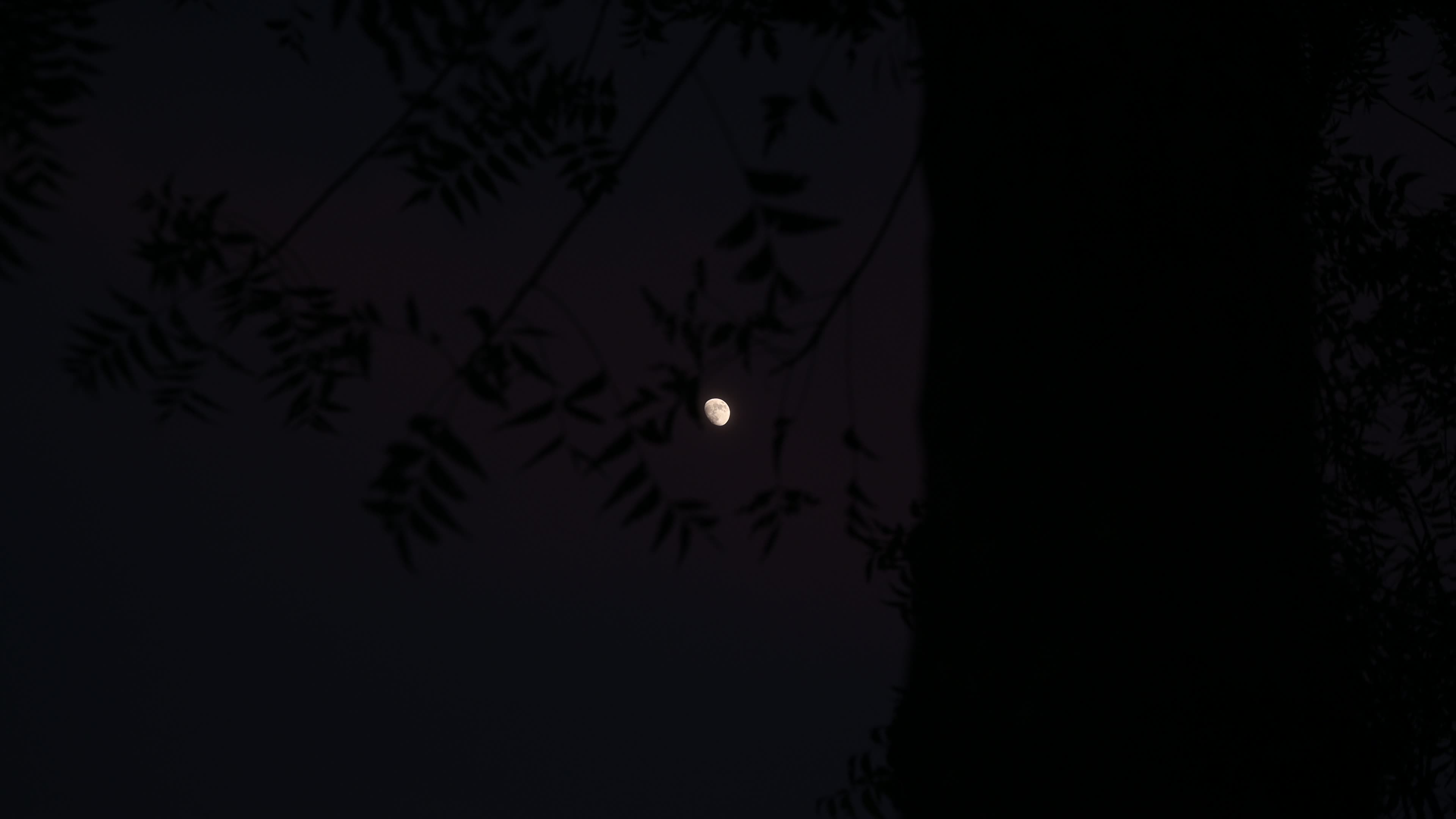 The moon is visible through the tree