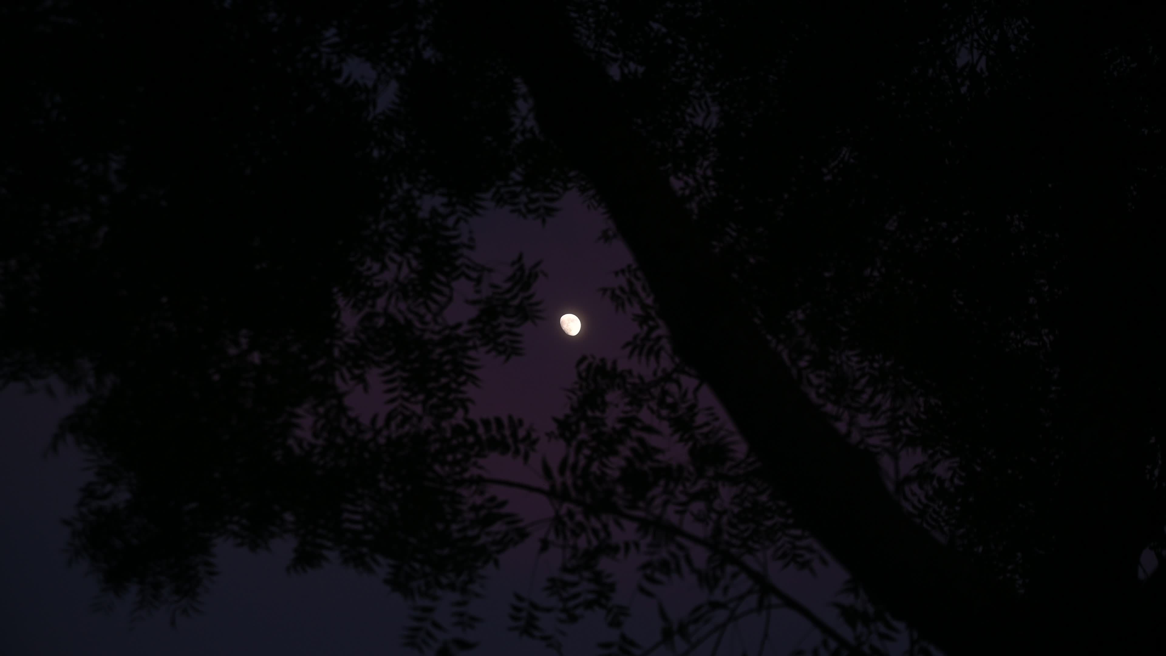 The moon is visible through the tree