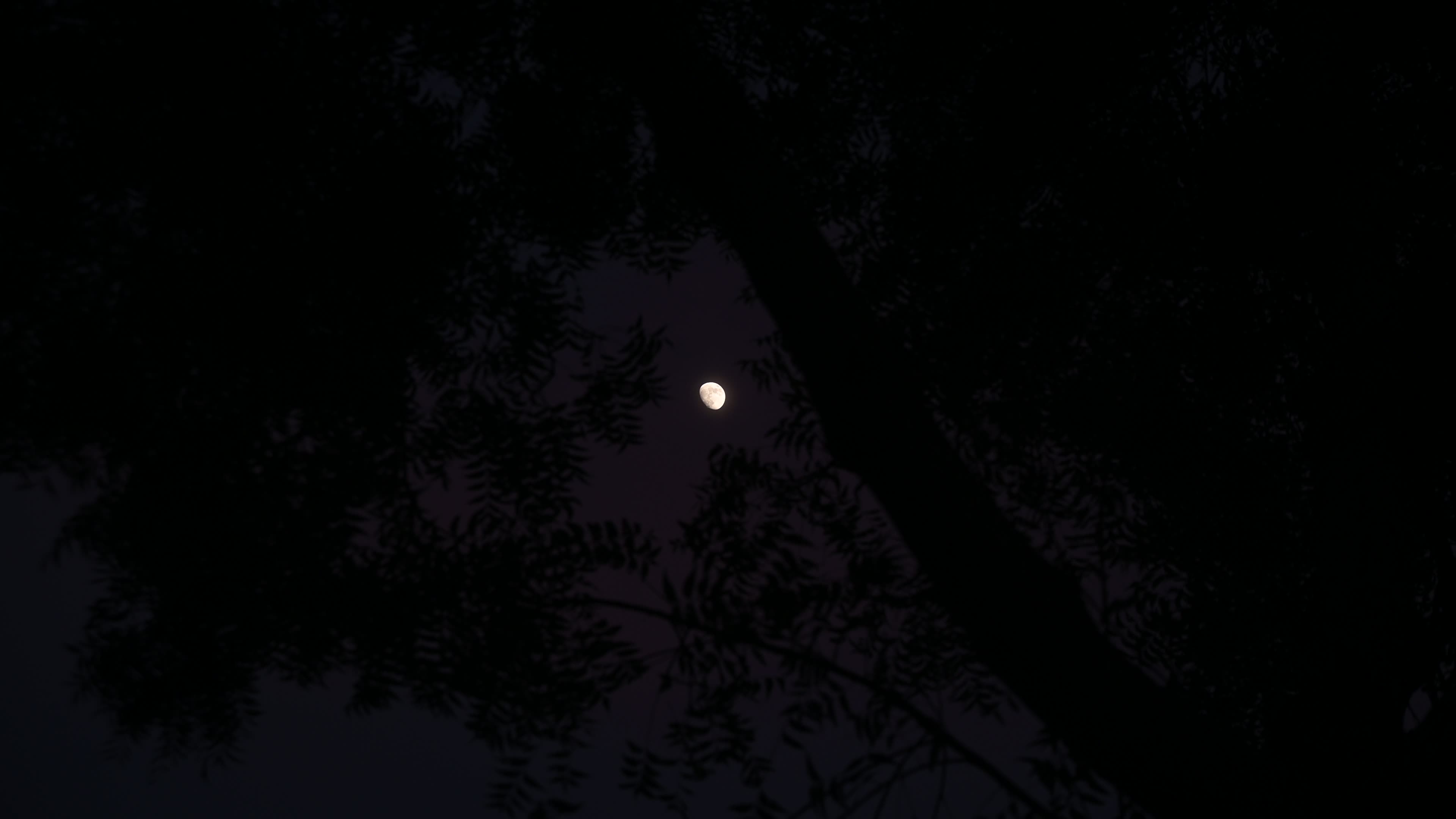 The moon is visible through the tree