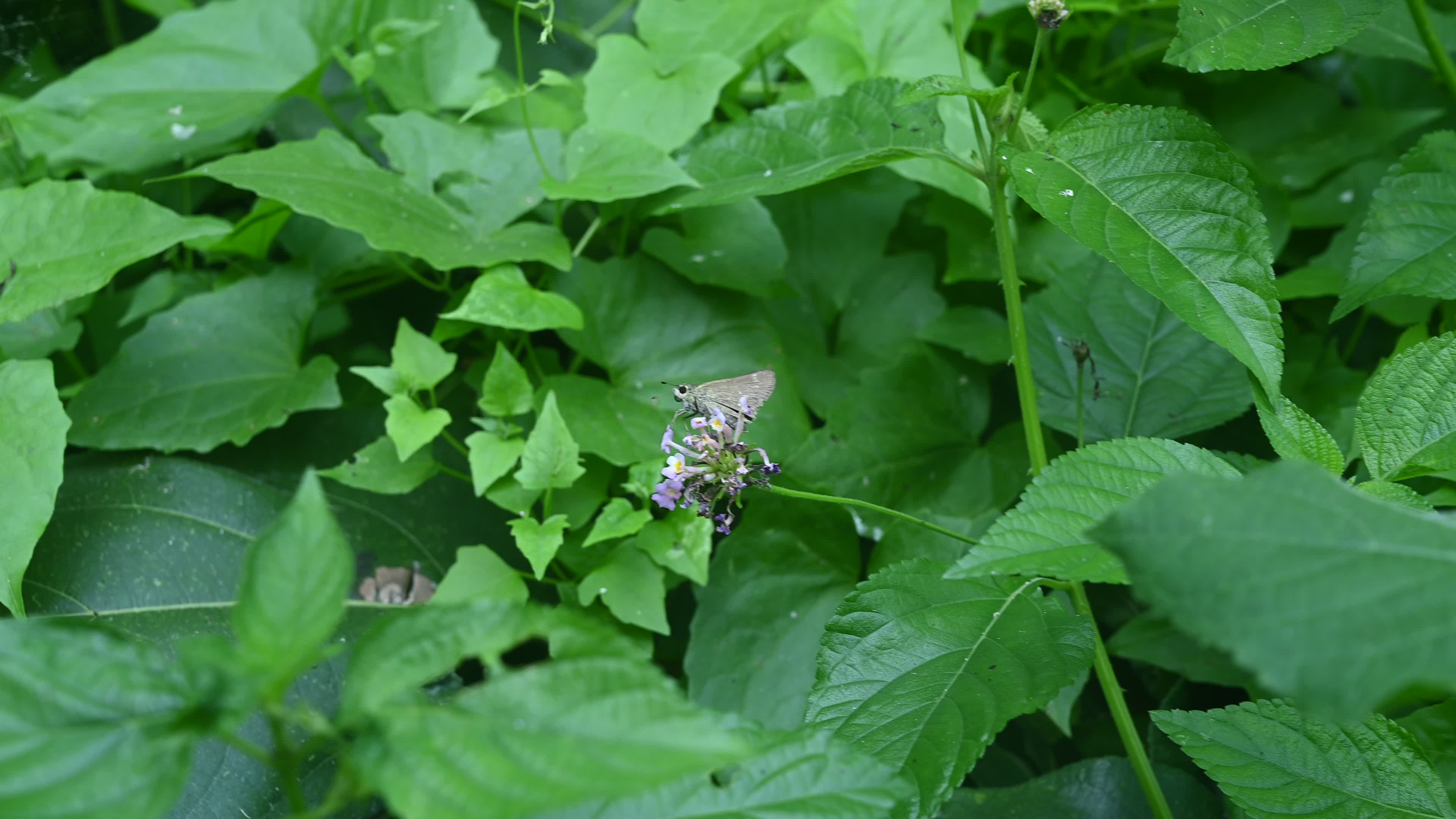 Borbo Cinnara - Rice Swift Butterfly - Animal India
