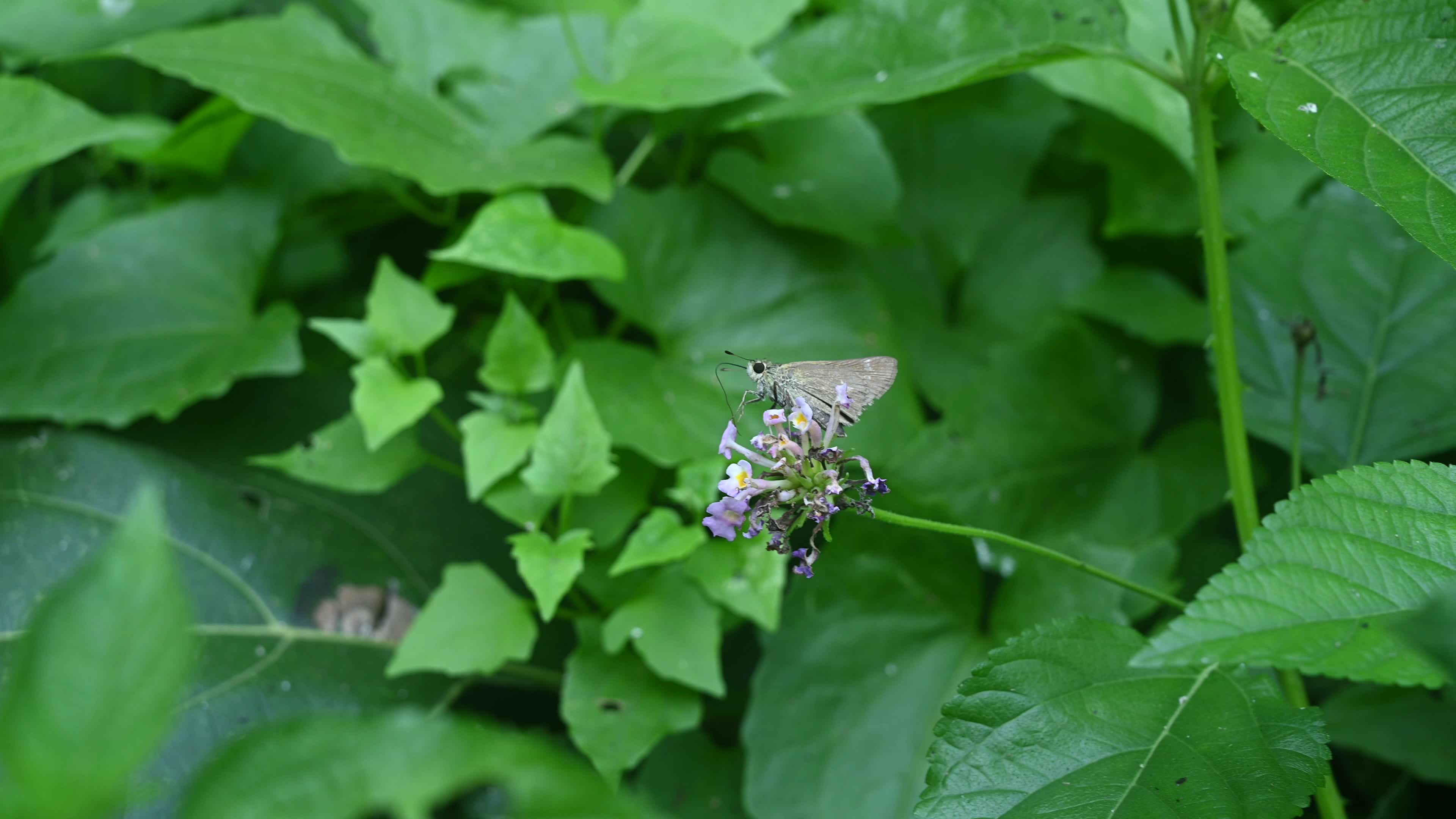Borbo Cinnara - Rice Swift Butterfly - Animal India
