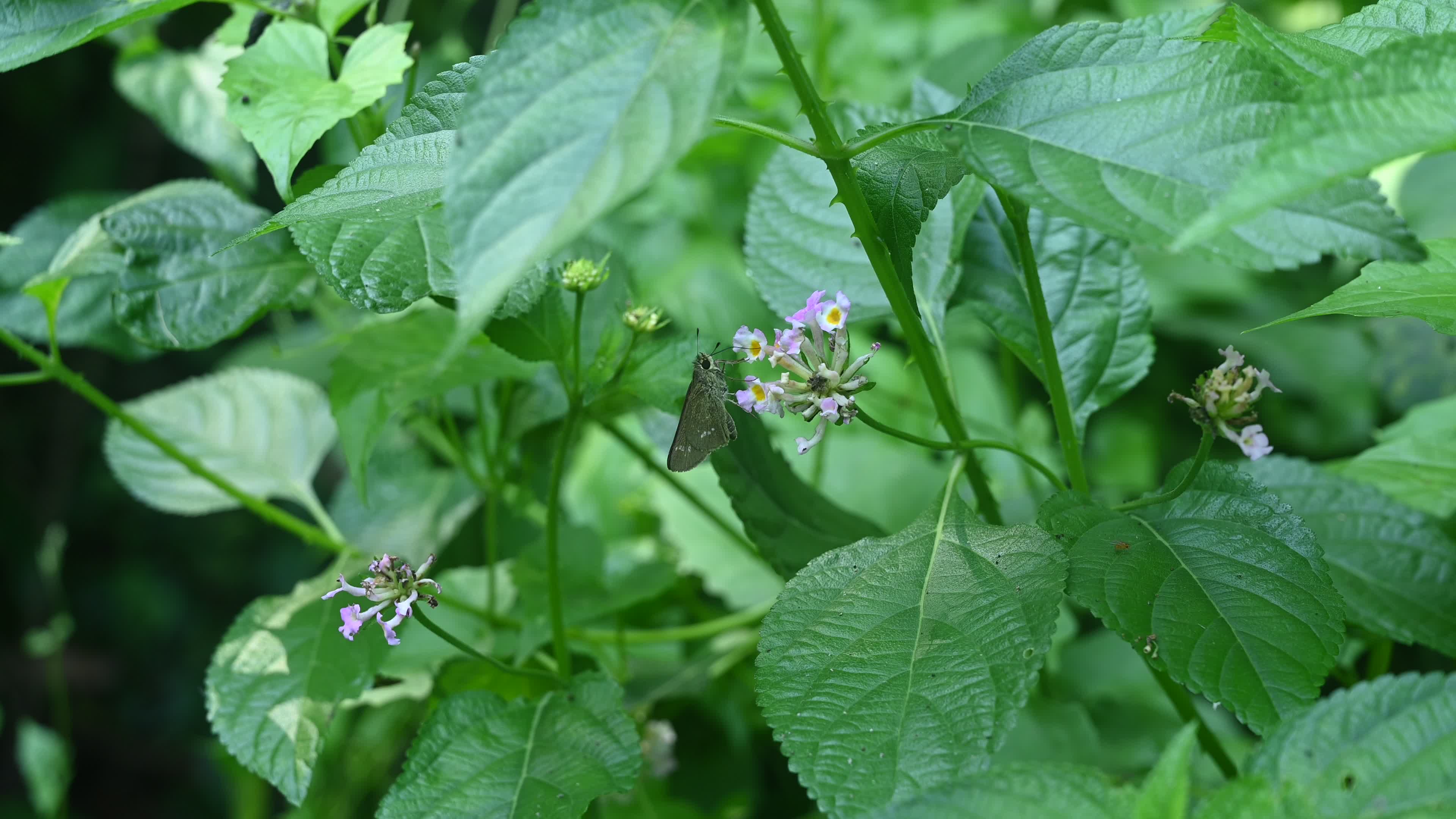 Borbo Cinnara - Rice Swift Butterfly - Animal India

