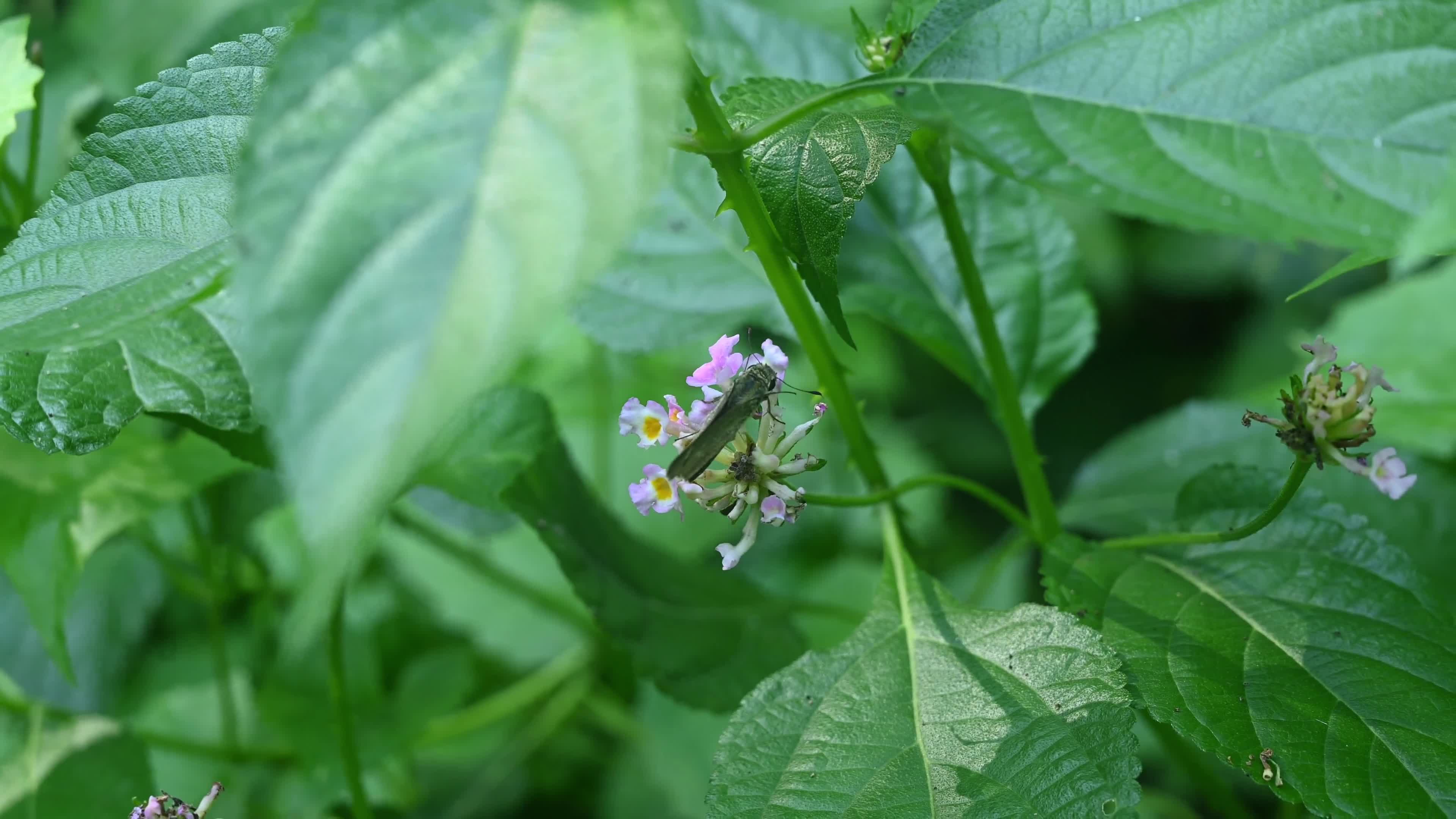 Borbo Cinnara - Rice Swift Butterfly - Animal India

