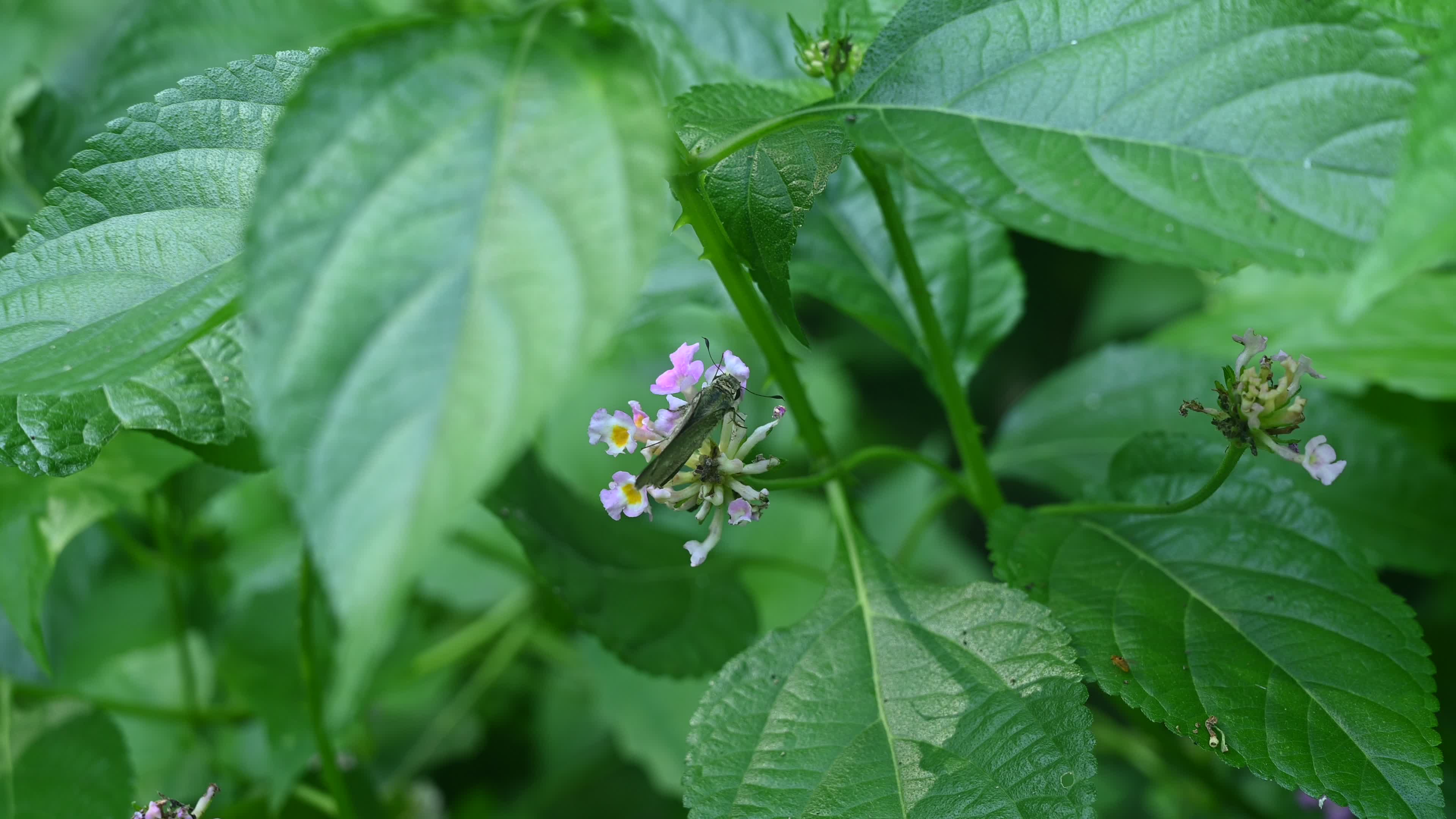 Borbo Cinnara - Rice Swift Butterfly - Animal India

