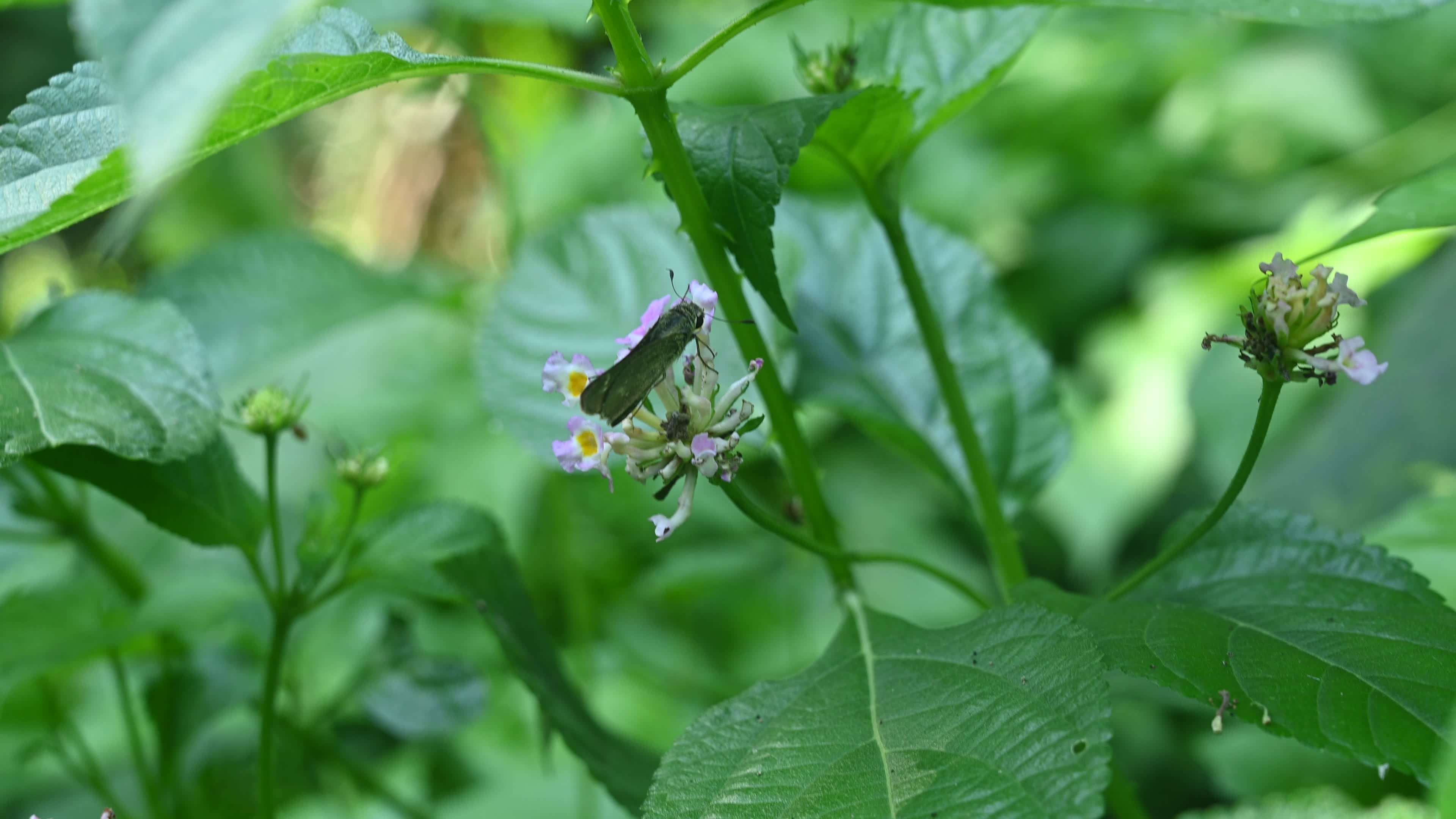 Borbo Cinnara - Rice Swift Butterfly - Animal India
