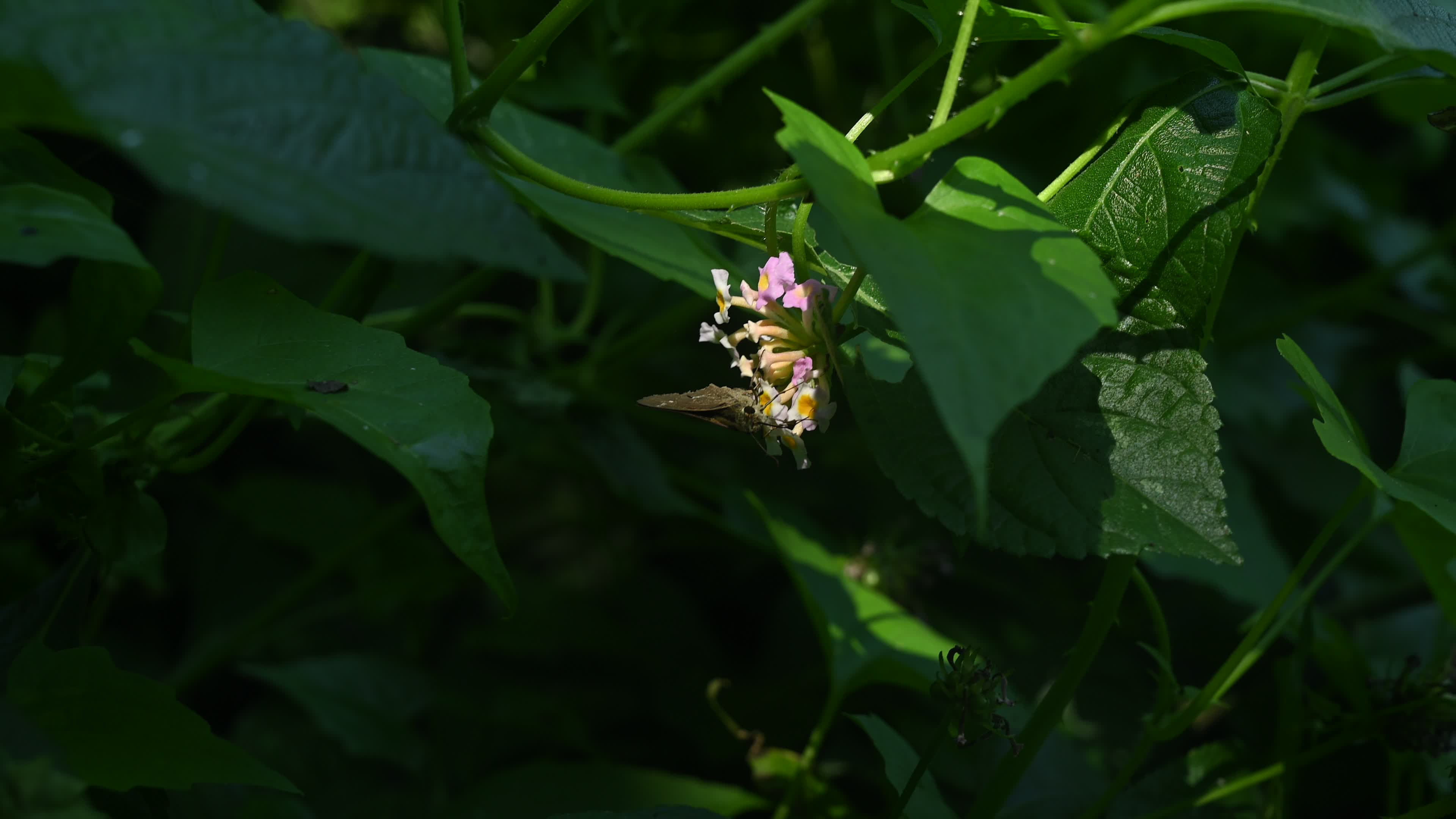 Borbo Cinnara - Rice Swift Butterfly - Animal India
