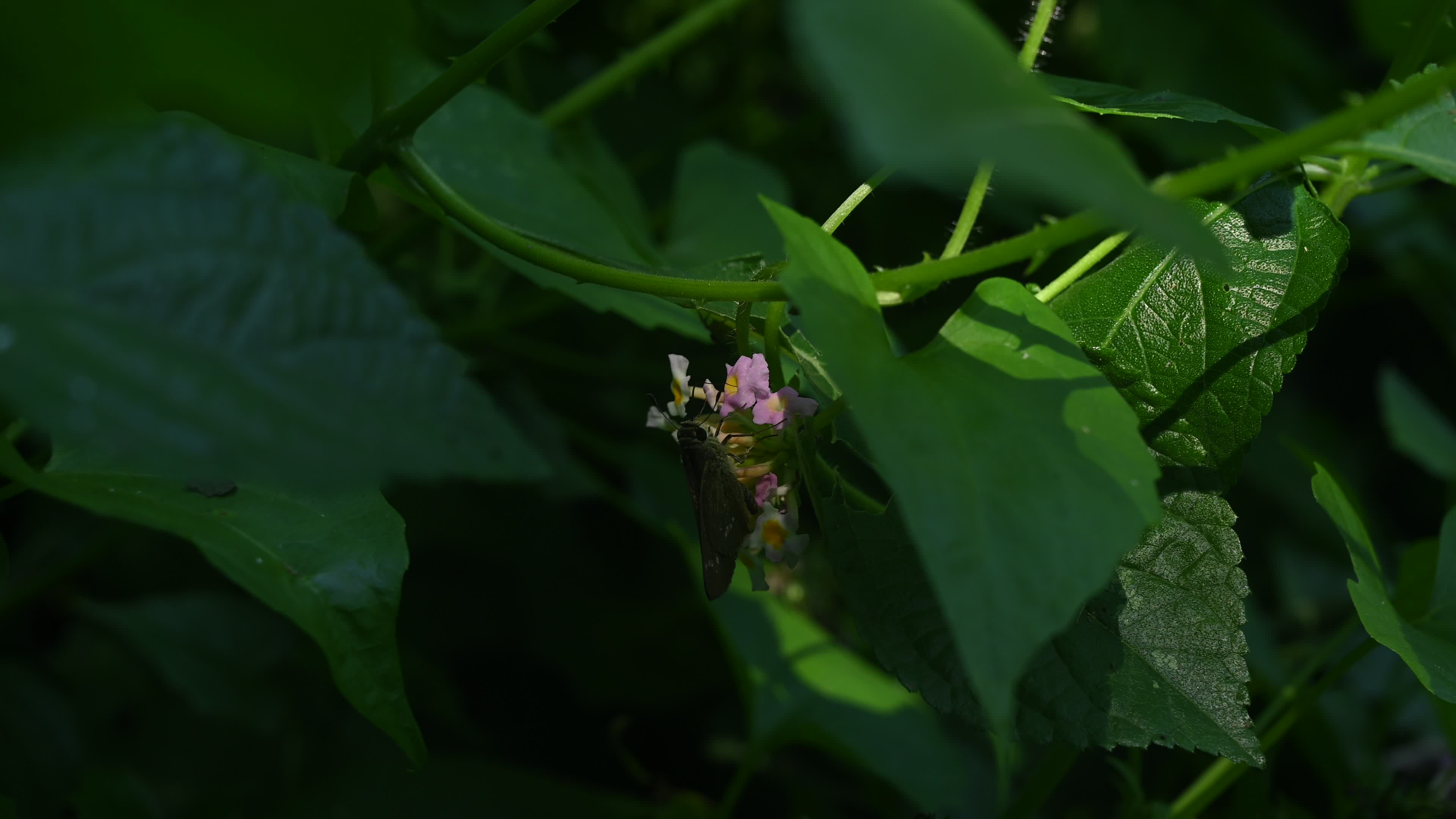 Borbo Cinnara - Rice Swift Butterfly - Animal India
