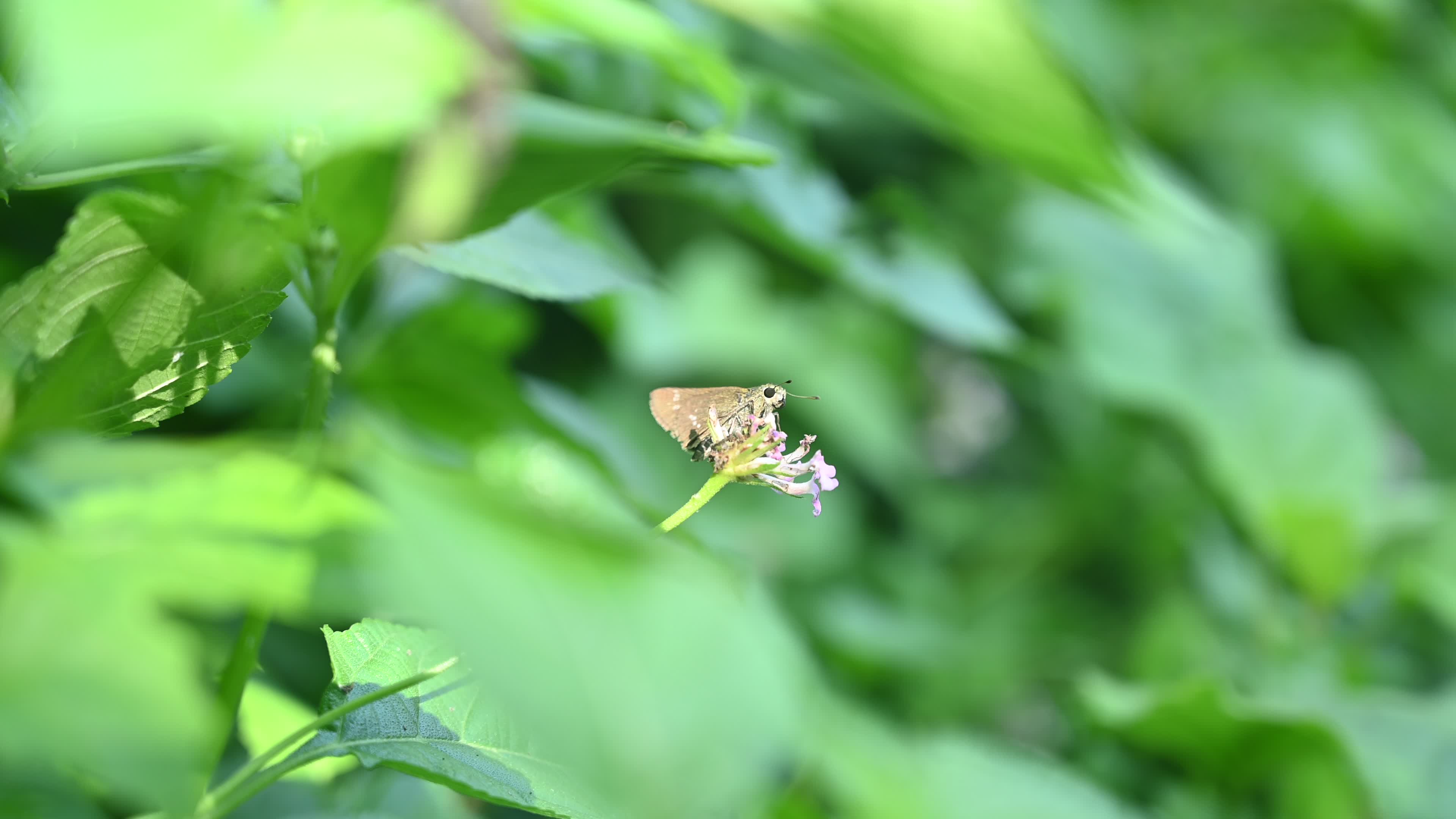 Borbo Cinnara - Rice Swift Butterfly - Animal India
