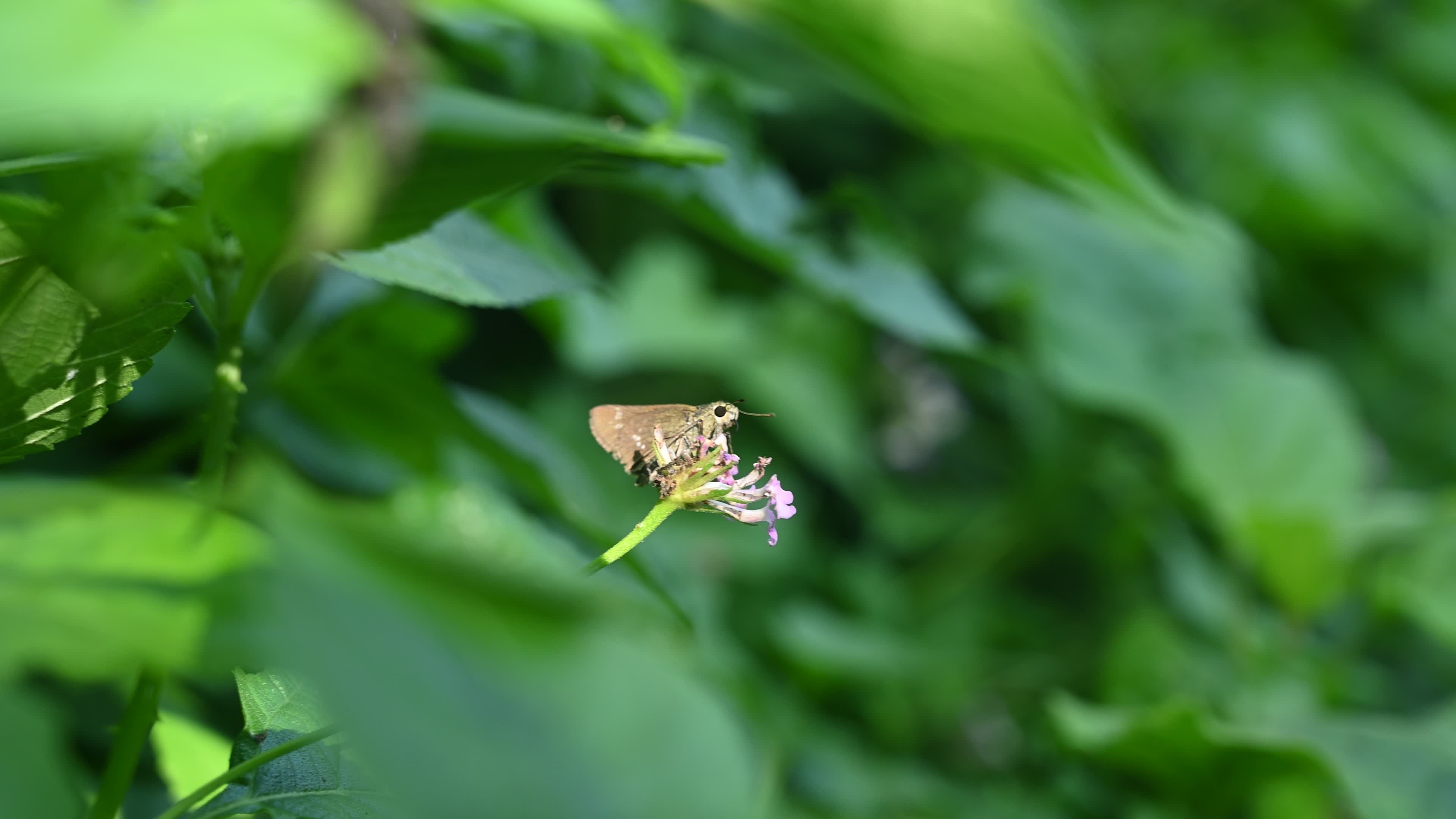 Borbo Cinnara - Rice Swift Butterfly - Animal India
