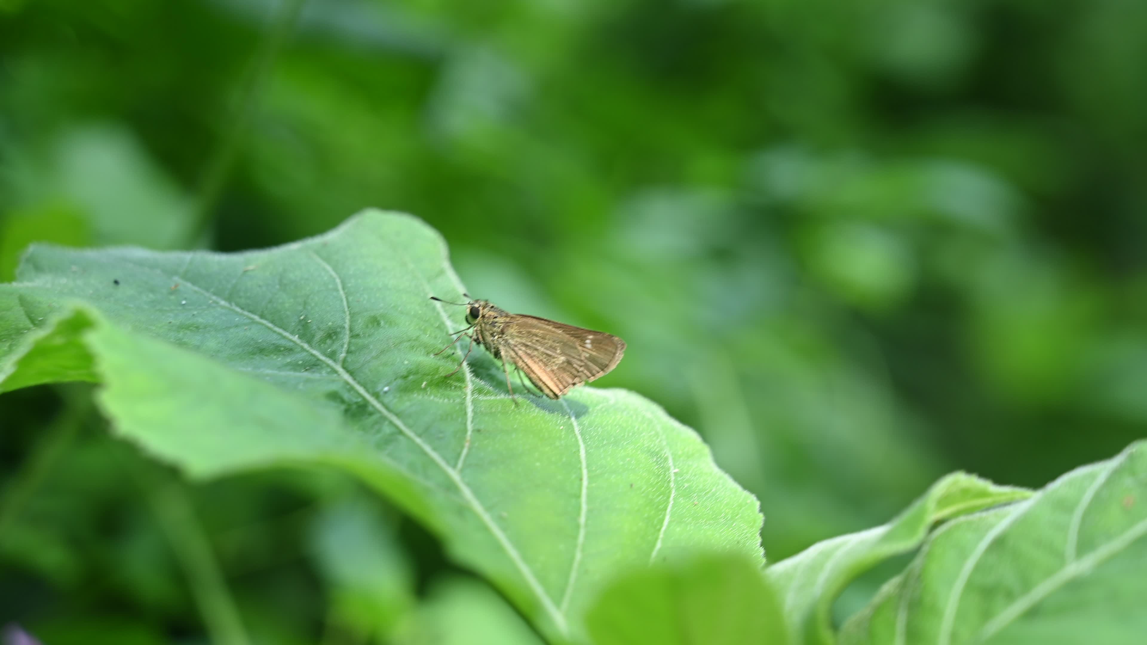 Borbo Cinnara - Rice Swift Butterfly - Animal India
