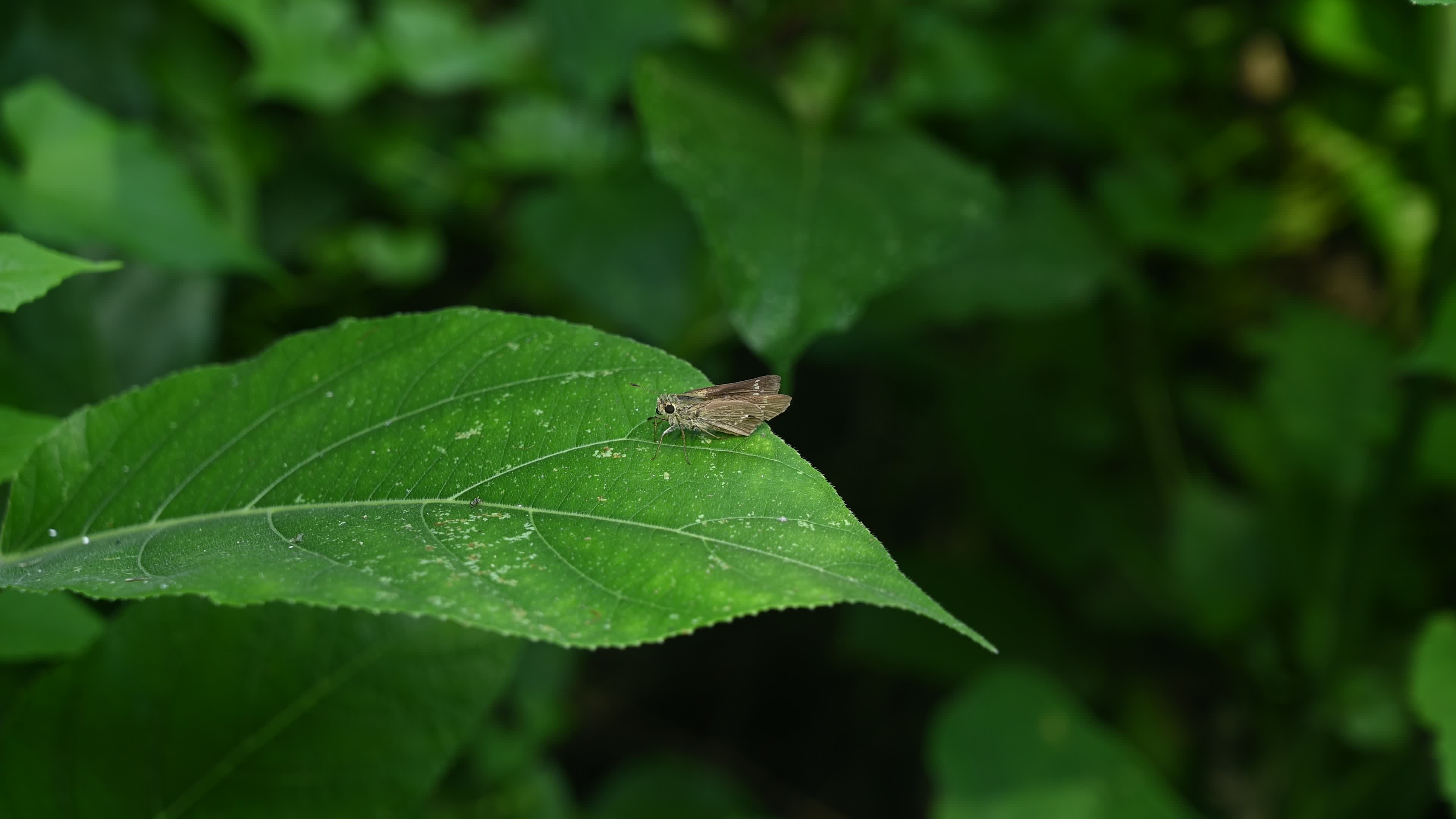 Borbo Cinnara - Rice Swift Butterfly - Animal India
