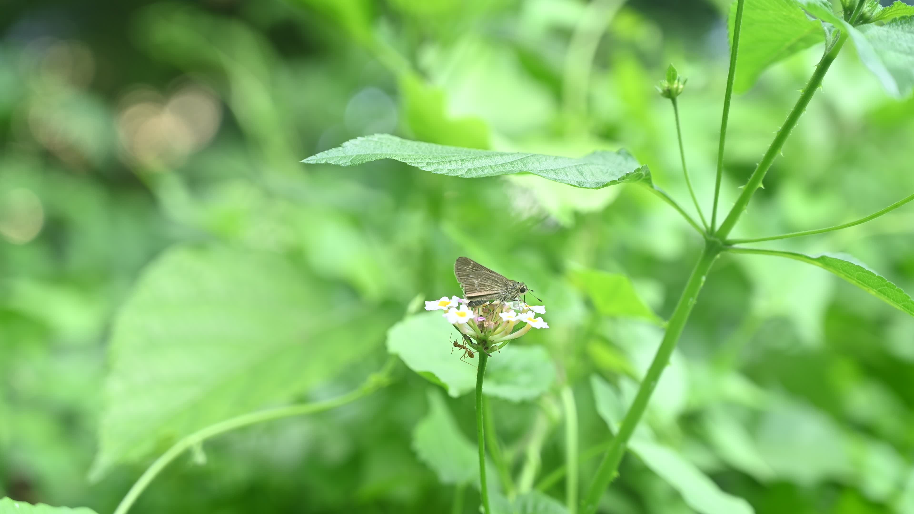 Borbo Cinnara - Rice Swift Butterfly - Animal India
