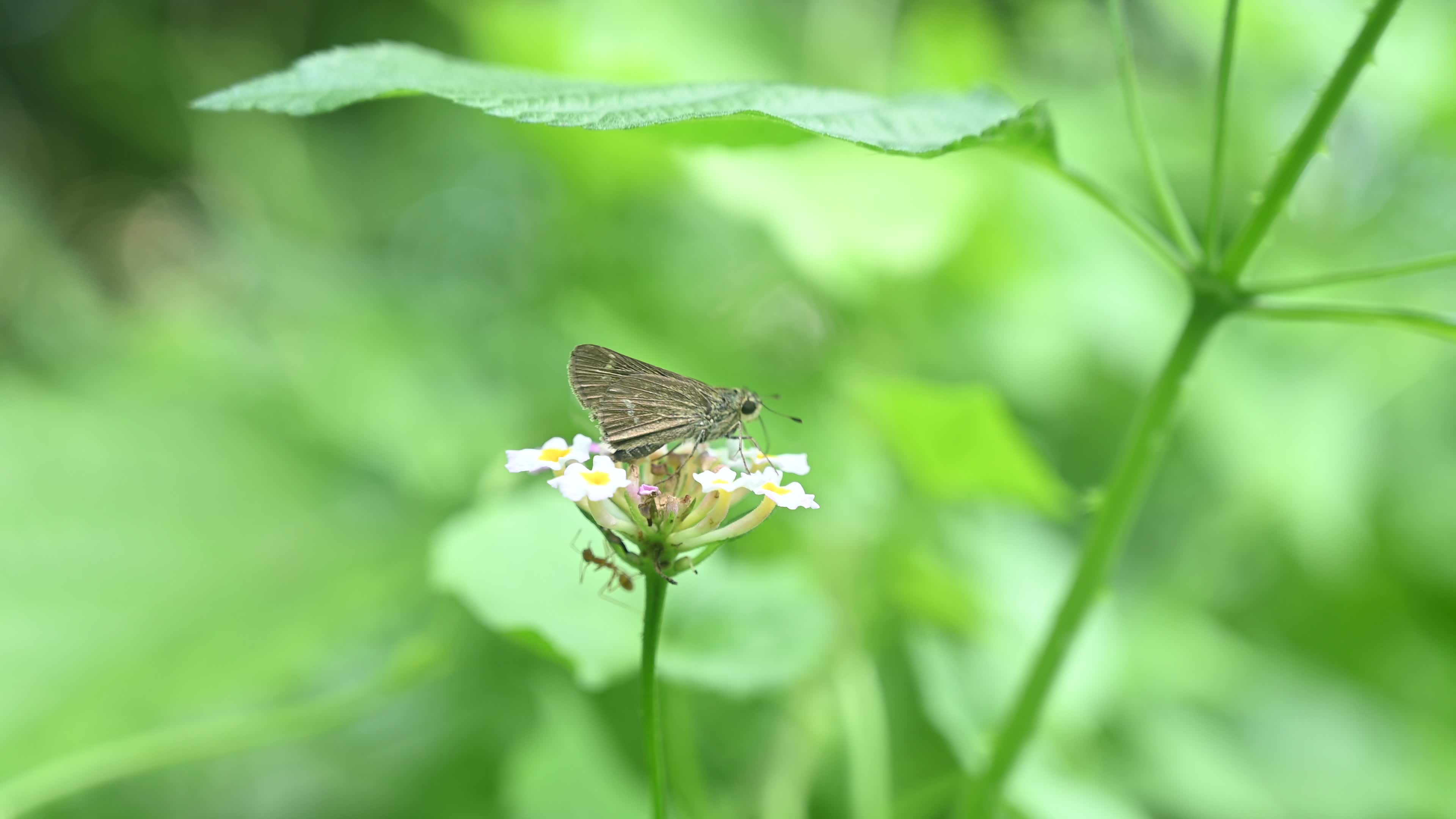 Borbo Cinnara - Rice Swift Butterfly - Animal India
