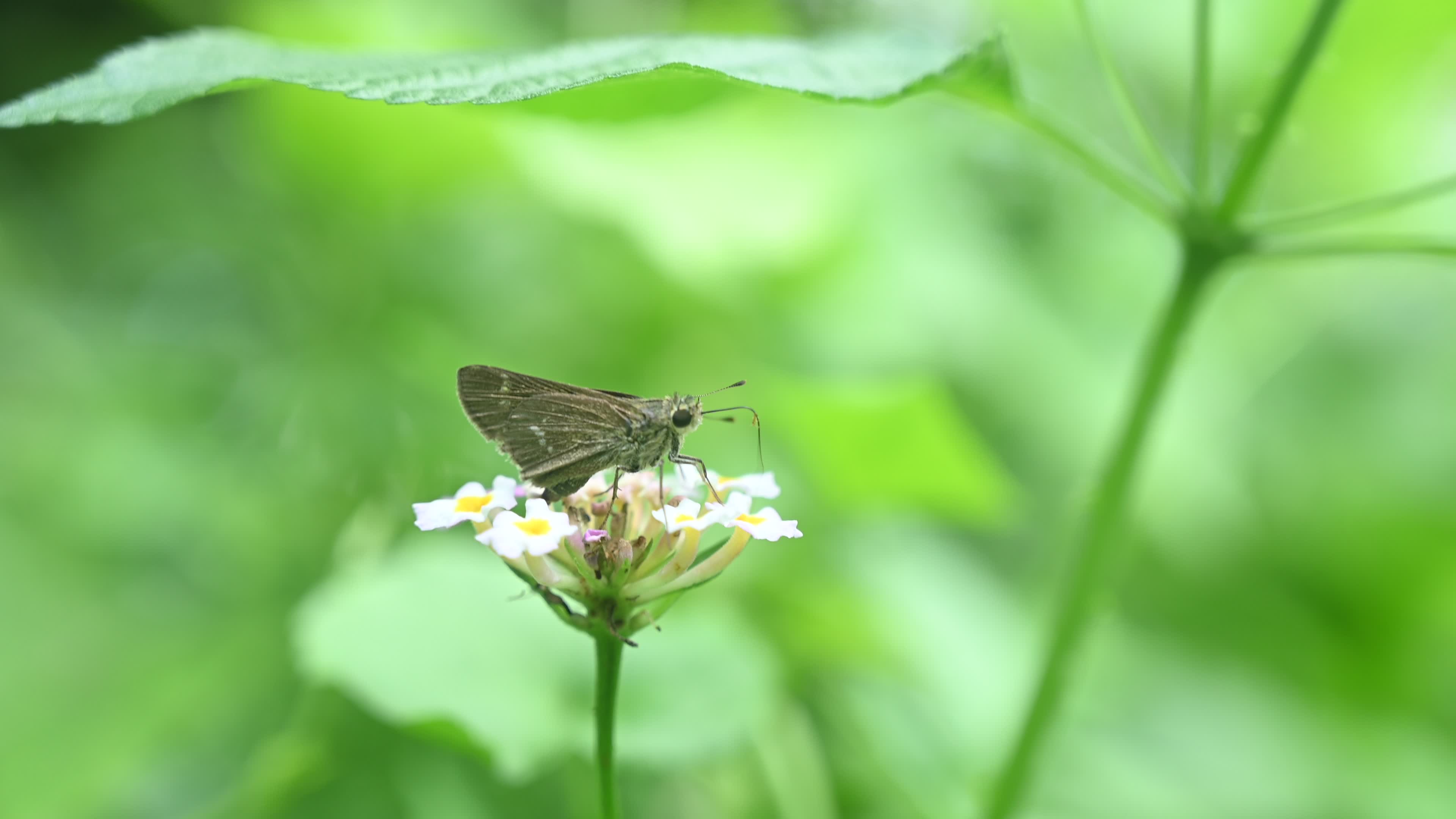 Borbo Cinnara - Rice Swift Butterfly - Animal India
