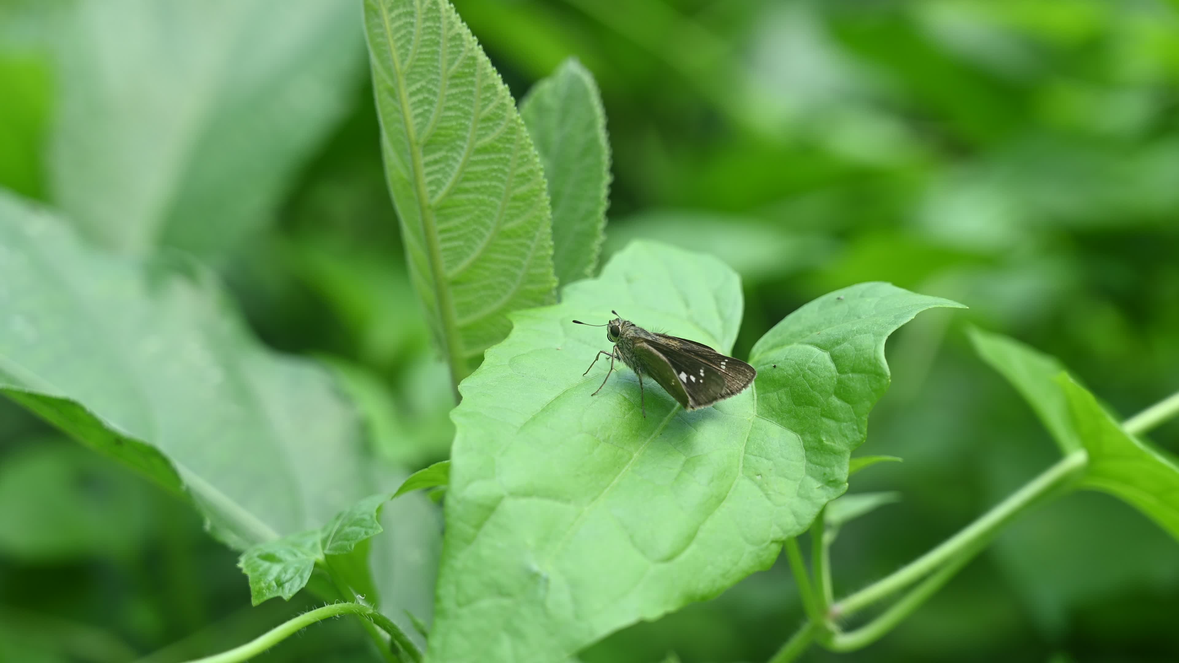 Borbo Cinnara - Rice Swift Butterfly - Animal India
