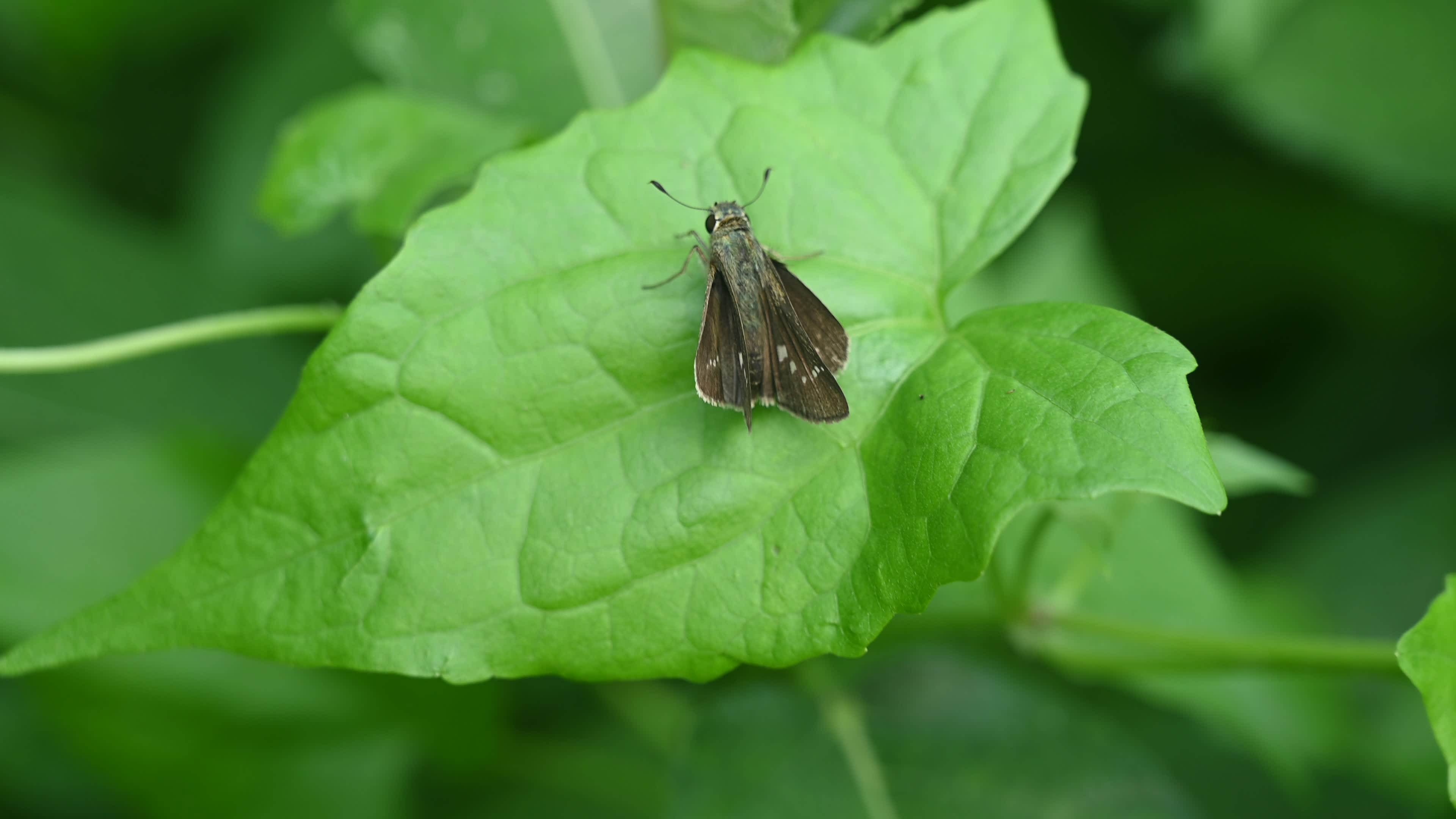 Borbo Cinnara - Rice Swift Butterfly - Animal India
