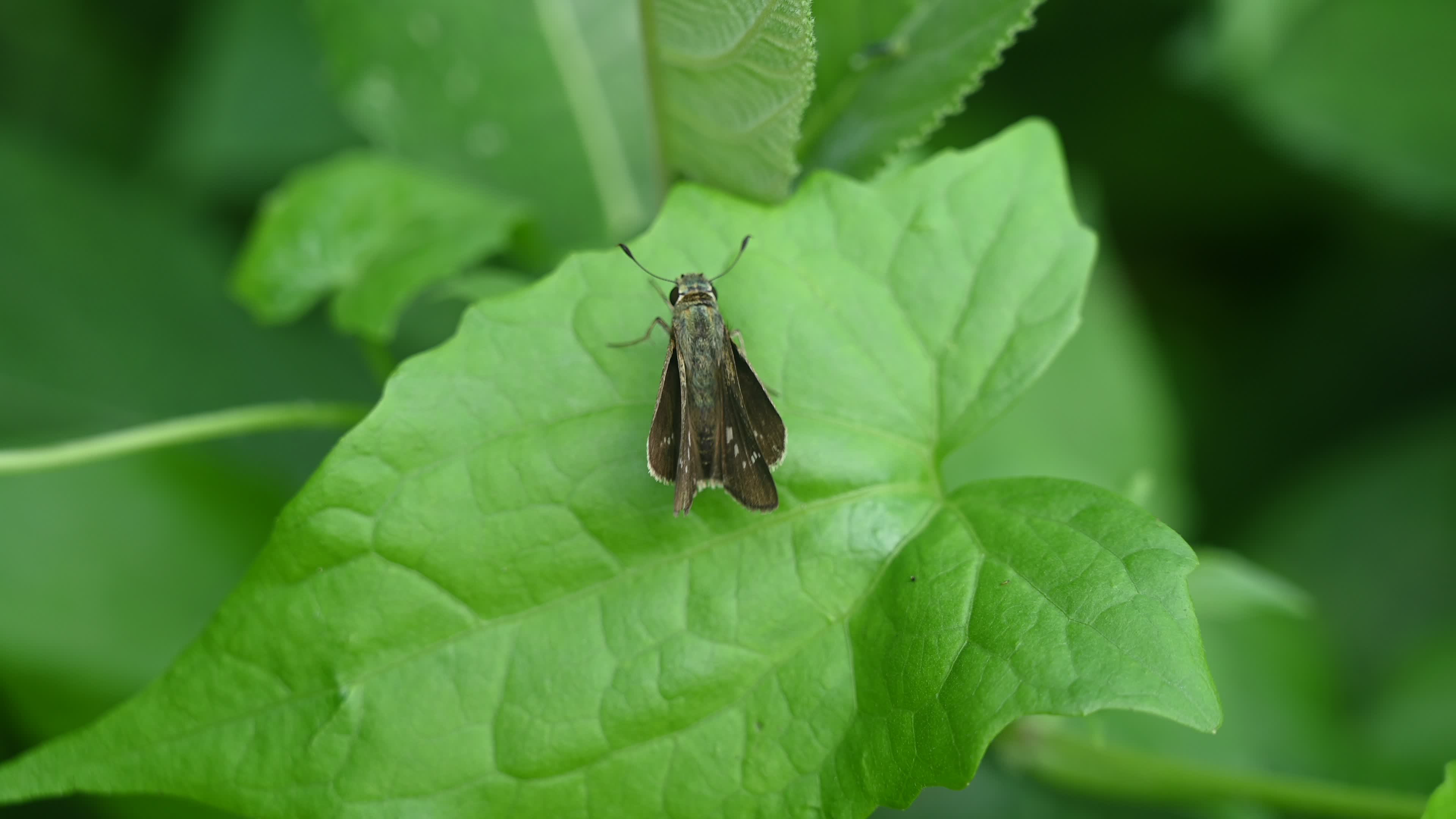 Borbo Cinnara - Rice Swift Butterfly - Animal India
