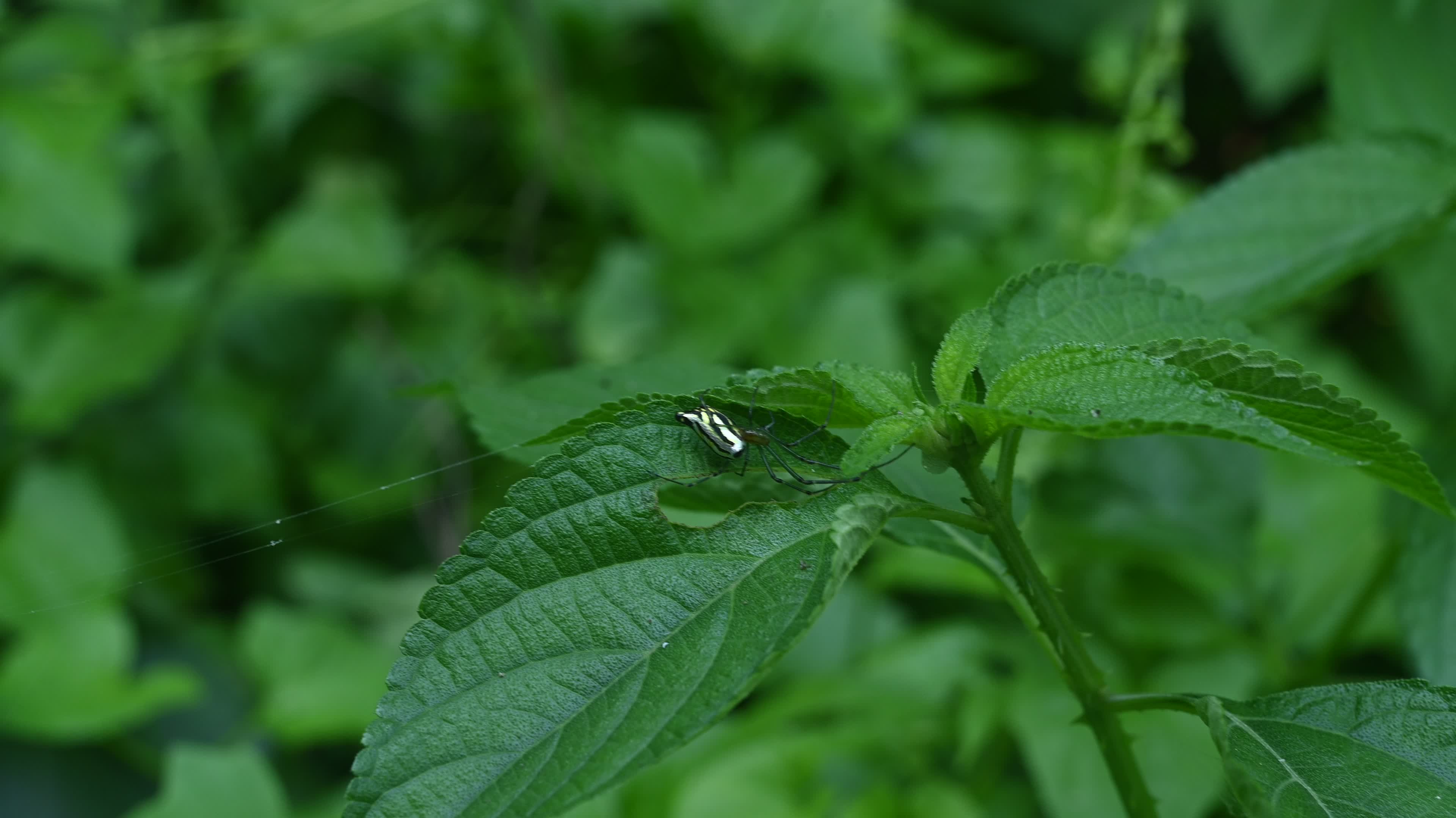 Leucauge decorata - Decorative silver orb spider - Animal India

