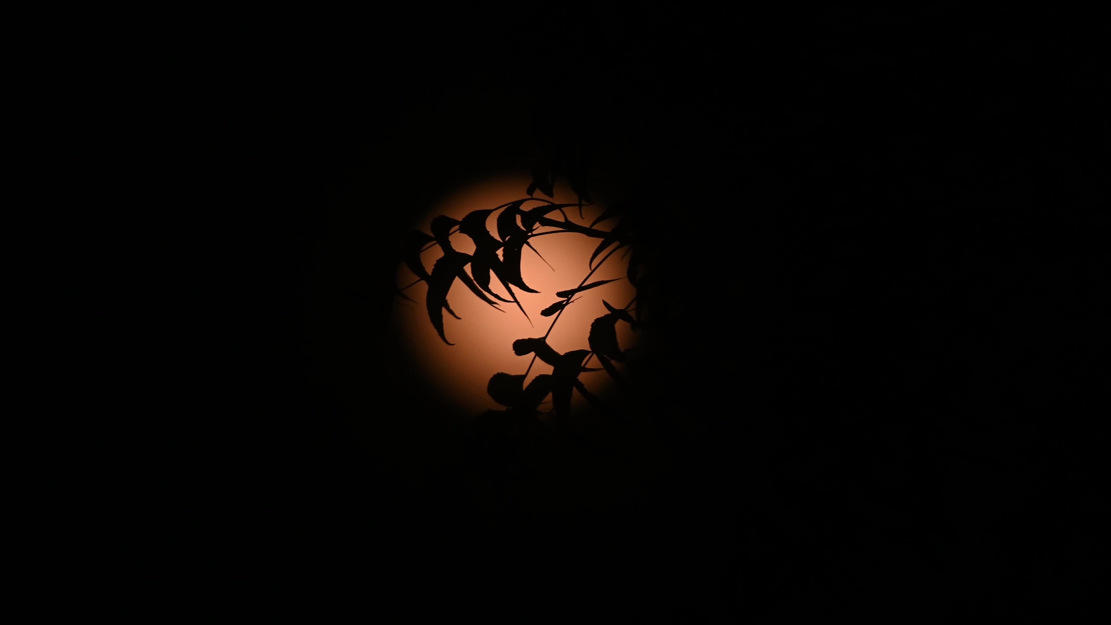 The final supermoon of 2024 - Beaver Moon
