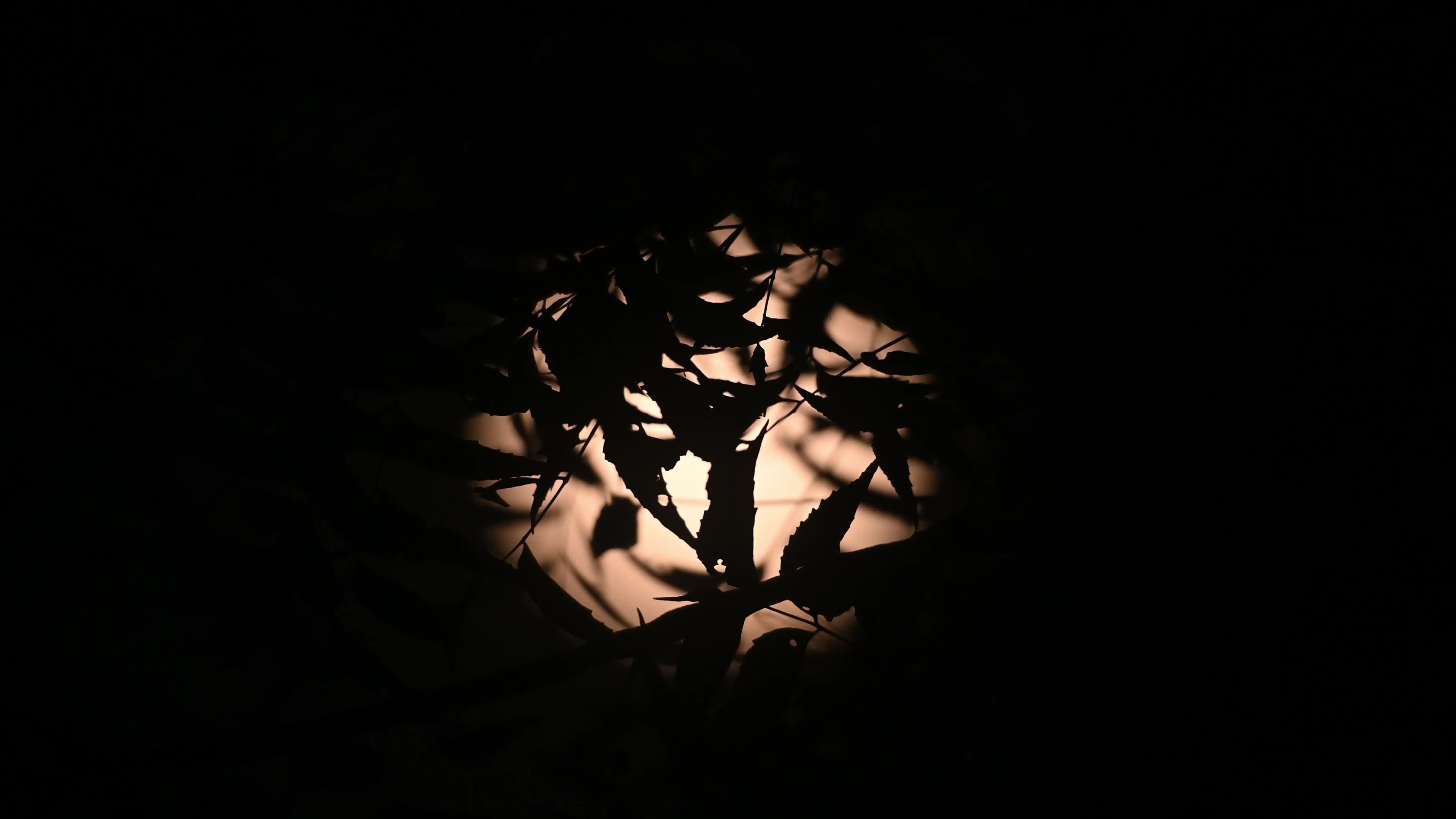 The final supermoon of 2024 - Beaver Moon